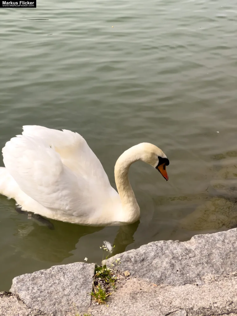 Schwäne in Maribor an der Drau – Ein faszinierendes Motiv für Fotografie und Film