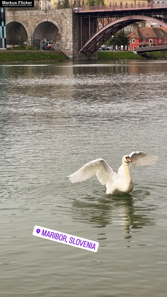 Schwäne in Maribor an der Drau – Ein faszinierendes Motiv für Fotografie und Film