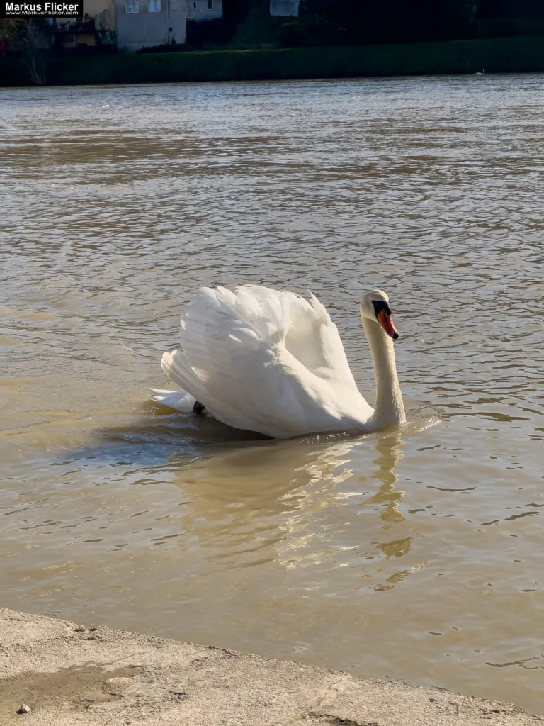 Schwäne in Maribor an der Drava für Foto und Video Marburg Drau