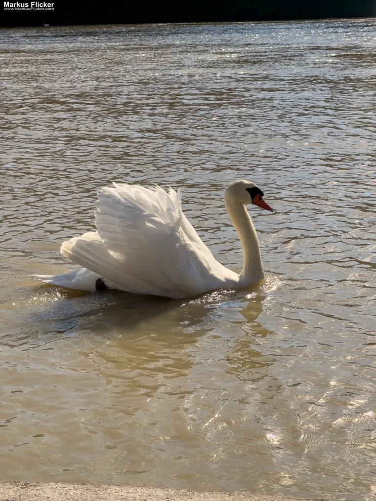 Schwäne in Maribor an der Drava für Foto und Video Marburg Drau
