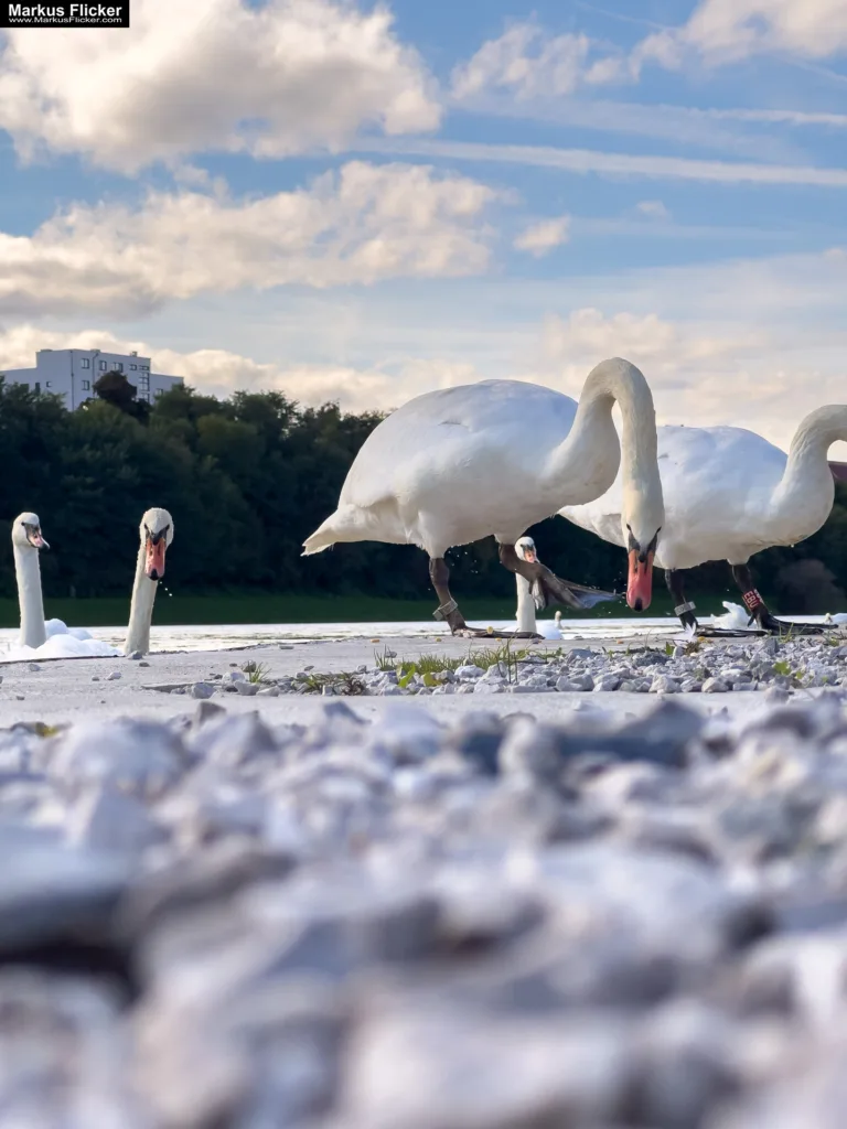 Schwäne in Maribor an der Drava für Foto und Video Marburg Drau