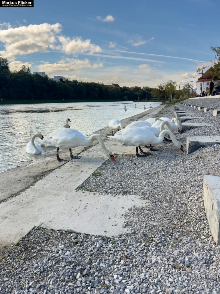 Schwäne in Maribor an der Drava für Foto und Video Marburg Drau