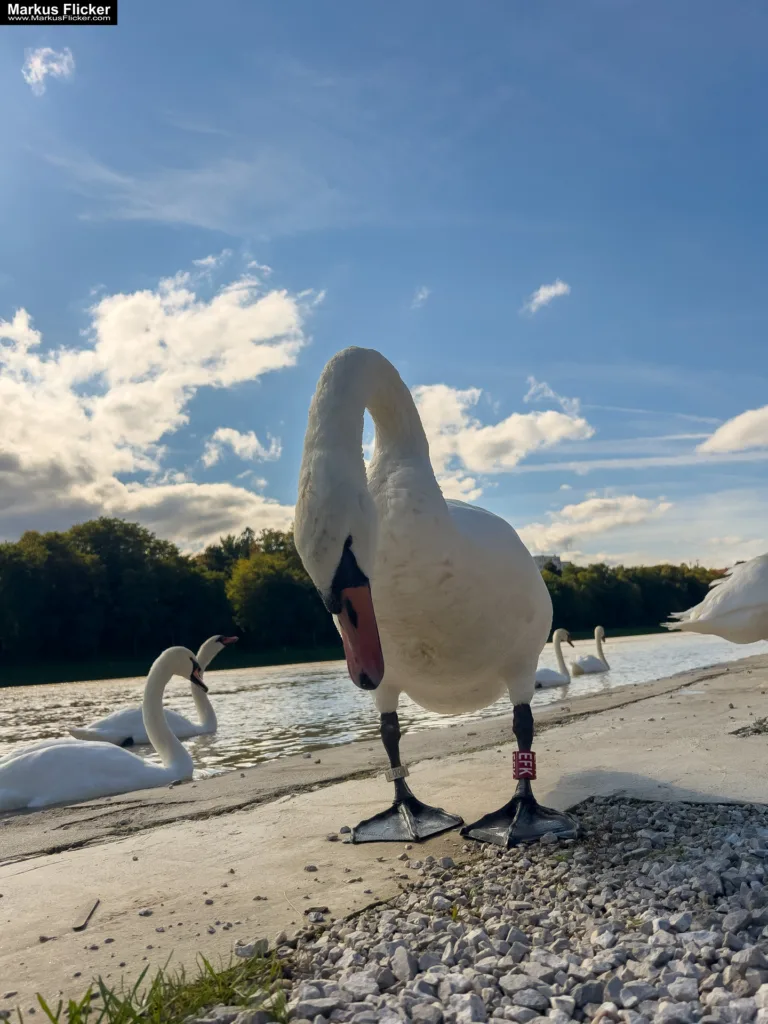 Schwäne in Maribor an der Drava für Foto und Video Marburg Drau