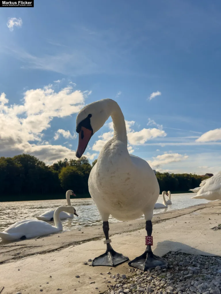 Schwäne in Maribor an der Drava für Foto und Video Marburg Drau