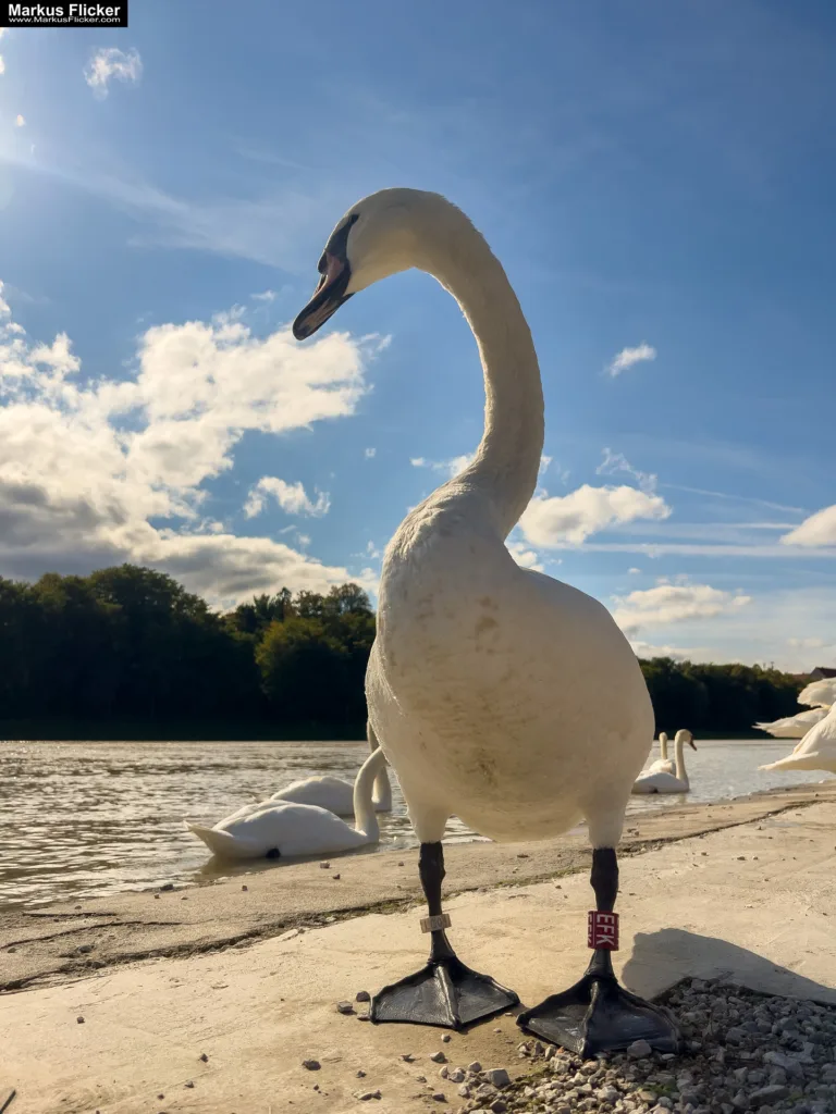Schwäne in Maribor an der Drava für Foto und Video Marburg Drau