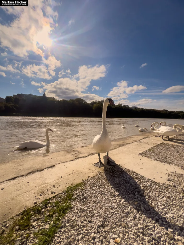 Schwäne in Maribor an der Drava für Foto und Video Marburg Drau