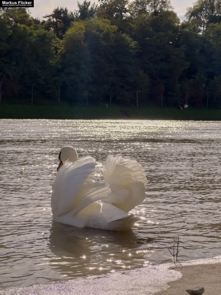 Schwäne in Maribor an der Drava für Foto und Video Marburg Drau