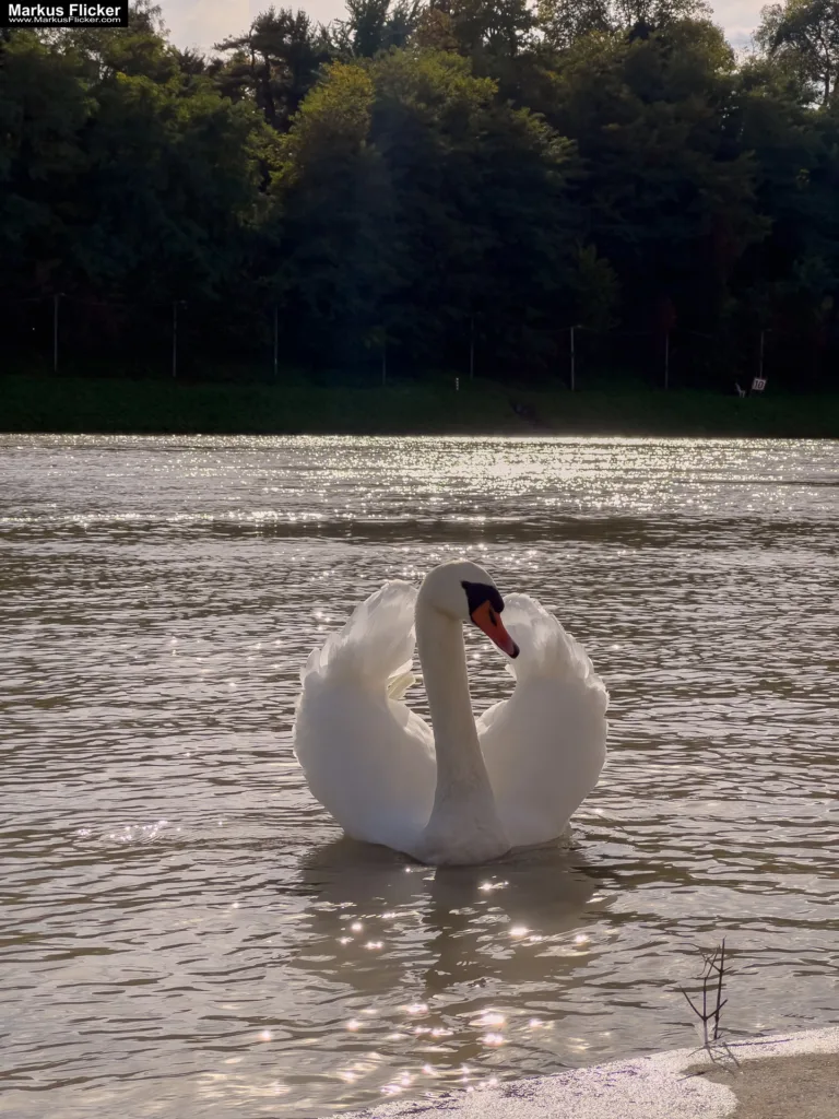 Schwäne in Maribor an der Drava für Foto und Video Marburg Drau