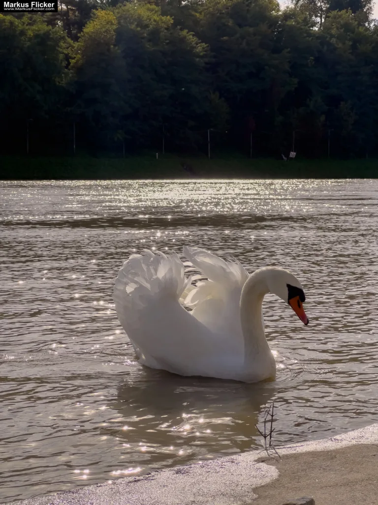 Schwäne in Maribor an der Drava für Foto und Video Marburg Drau