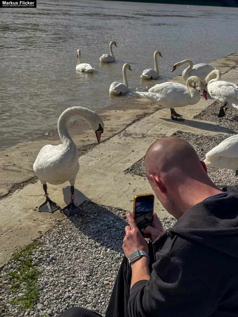 Schwäne in Maribor an der Drava für Foto und Video Marburg Drau