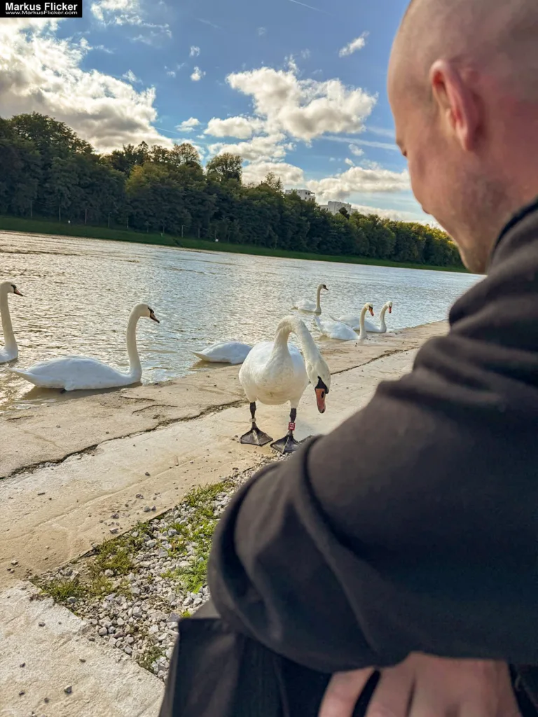 Schwäne in Maribor an der Drava für Foto und Video Marburg Drau