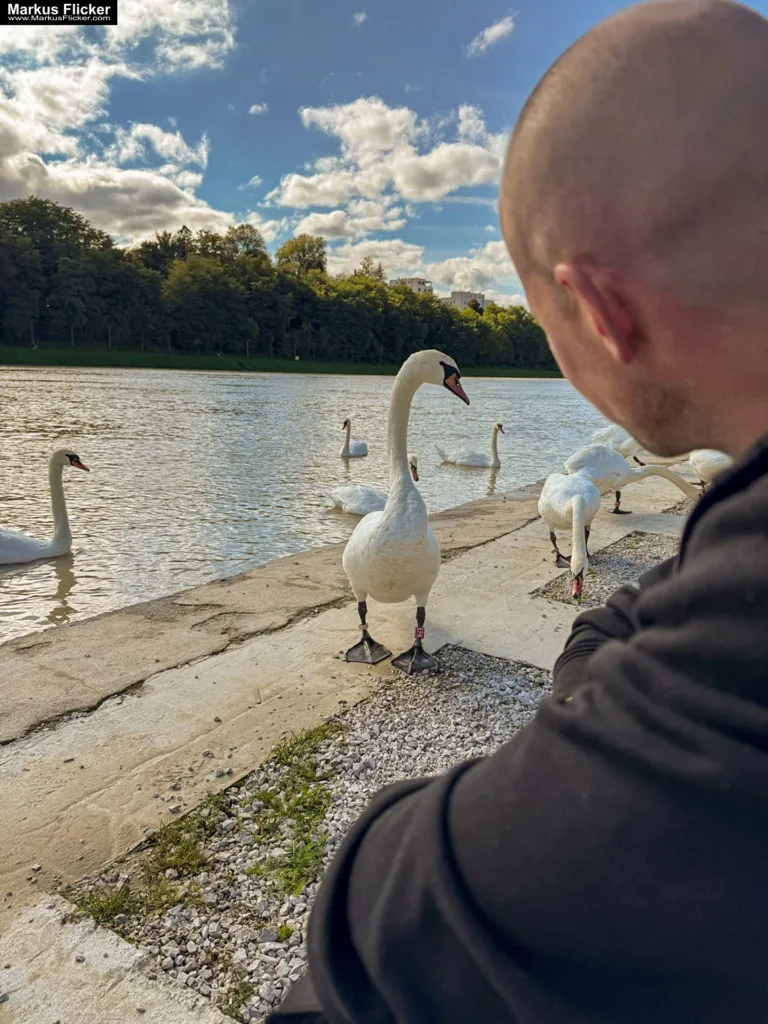 Schwäne in Maribor an der Drava für Foto und Video Marburg Drau
