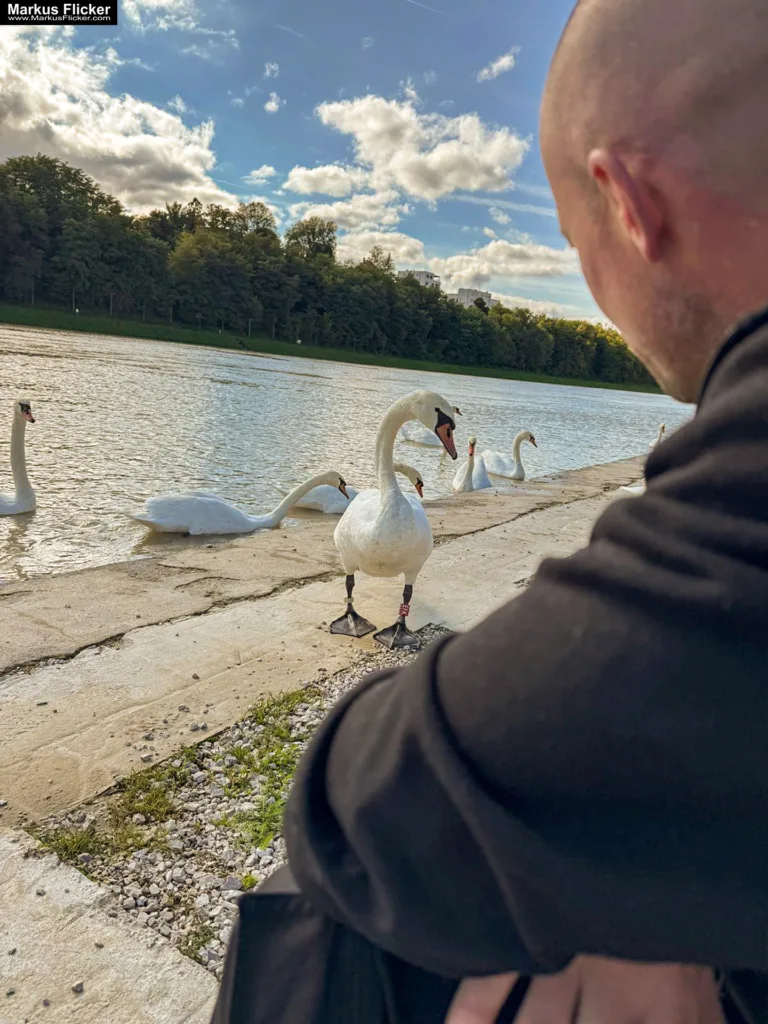 Schwäne in Maribor an der Drava für Foto und Video Marburg Drau