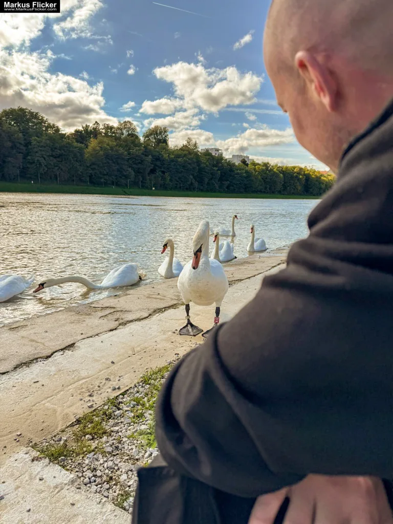 Schwäne in Maribor an der Drava für Foto und Video Marburg Drau