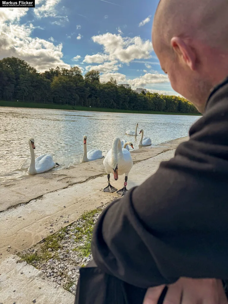 Schwäne in Maribor an der Drava für Foto und Video Marburg Drau
