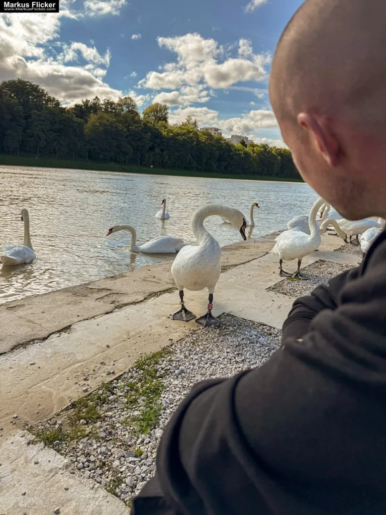 Schwäne in Maribor an der Drava für Foto und Video Marburg Drau