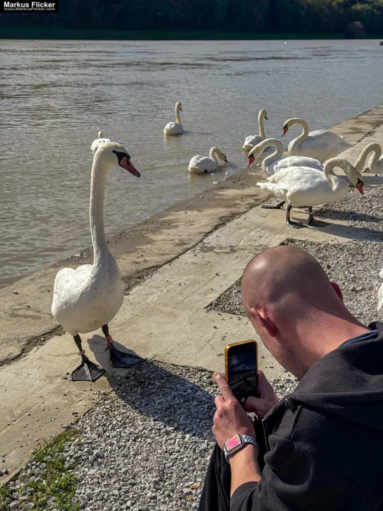 Schwäne in Maribor an der Drava für Foto und Video Marburg Drau