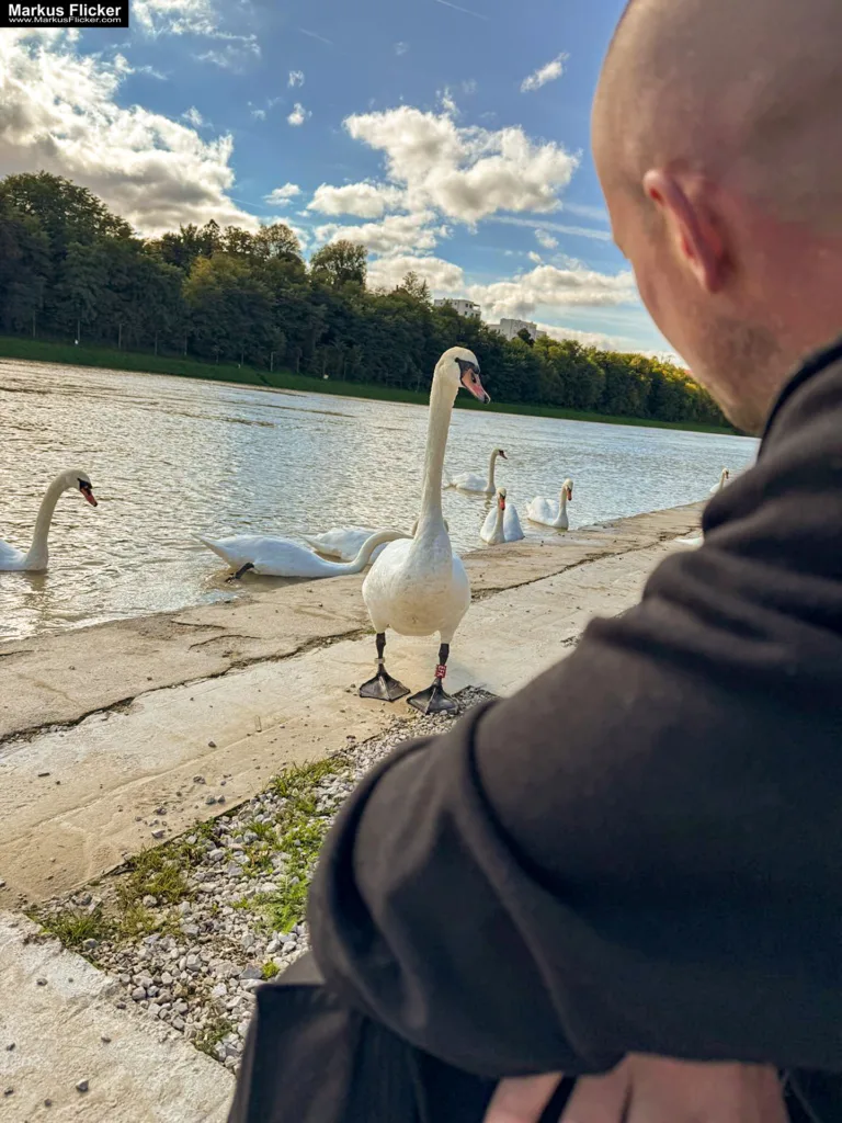 Schwäne in Maribor an der Drava für Foto und Video Marburg Drau