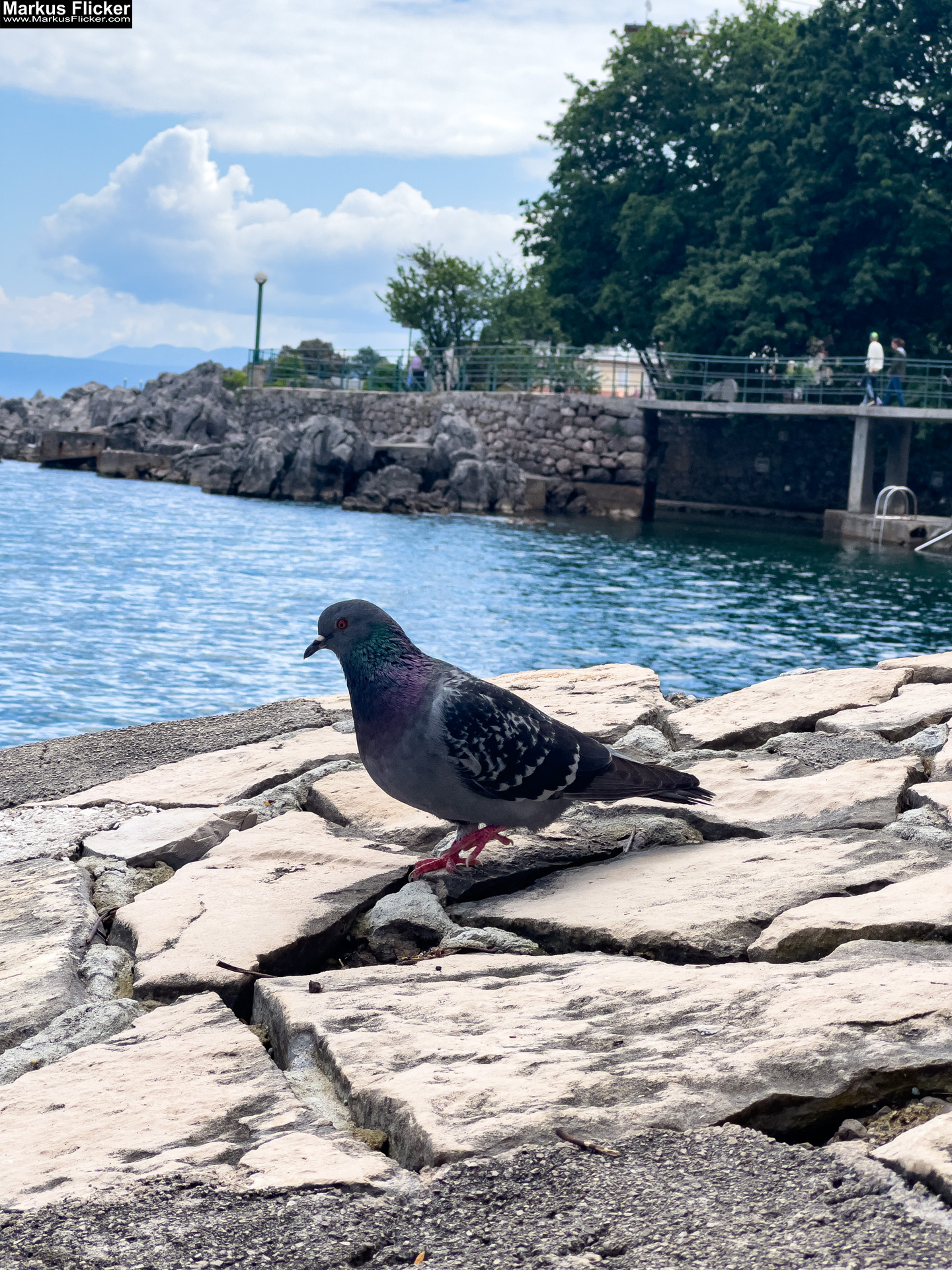 Lovran Ufer Küste Primorje-Gorski kotar Lorbeer Istrien Kroatien Adria #visitcroatia #visitlovran