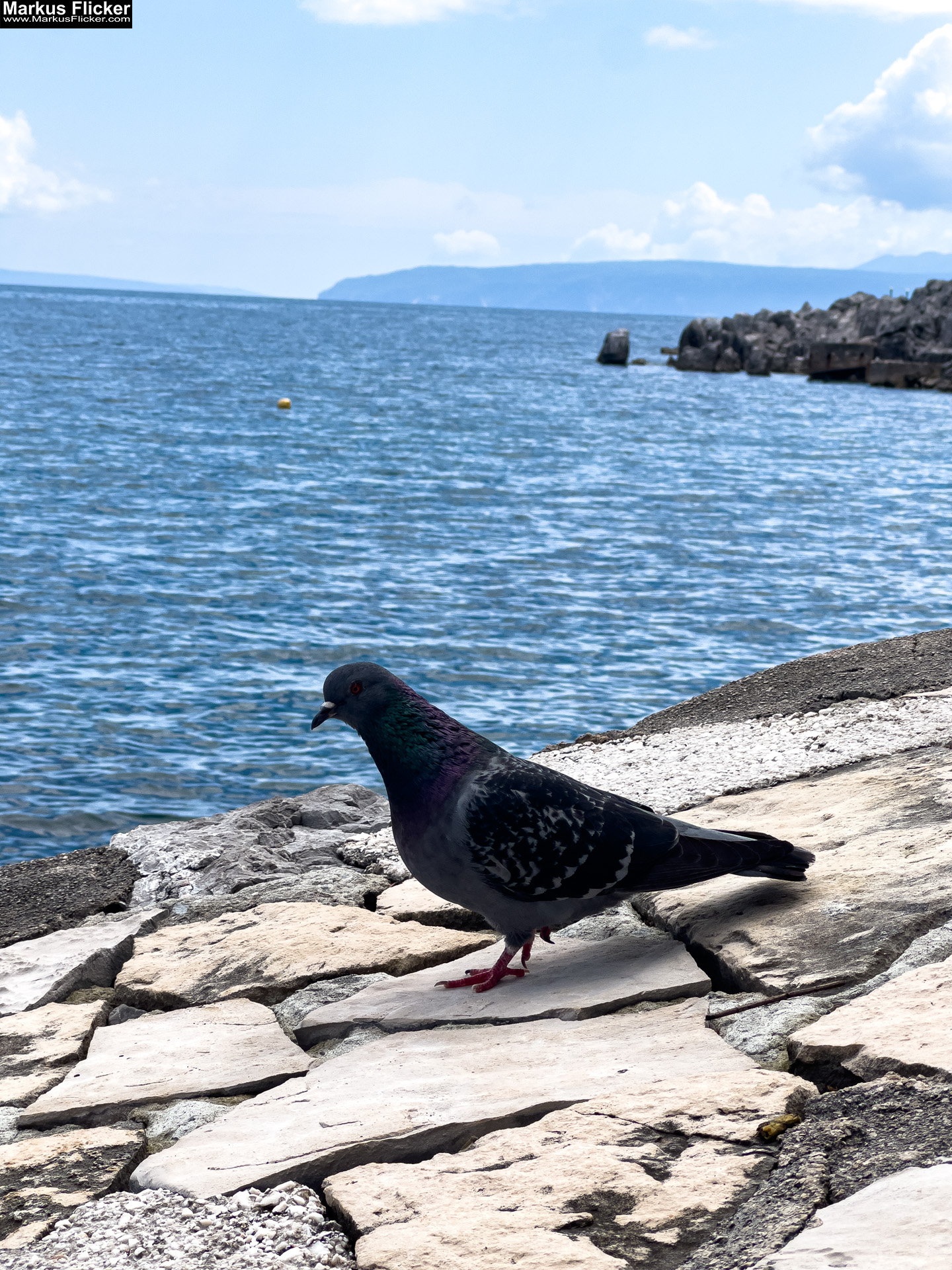 Lovran Ufer Küste Primorje-Gorski kotar Lorbeer Istrien Kroatien Adria #visitcroatia #visitlovran