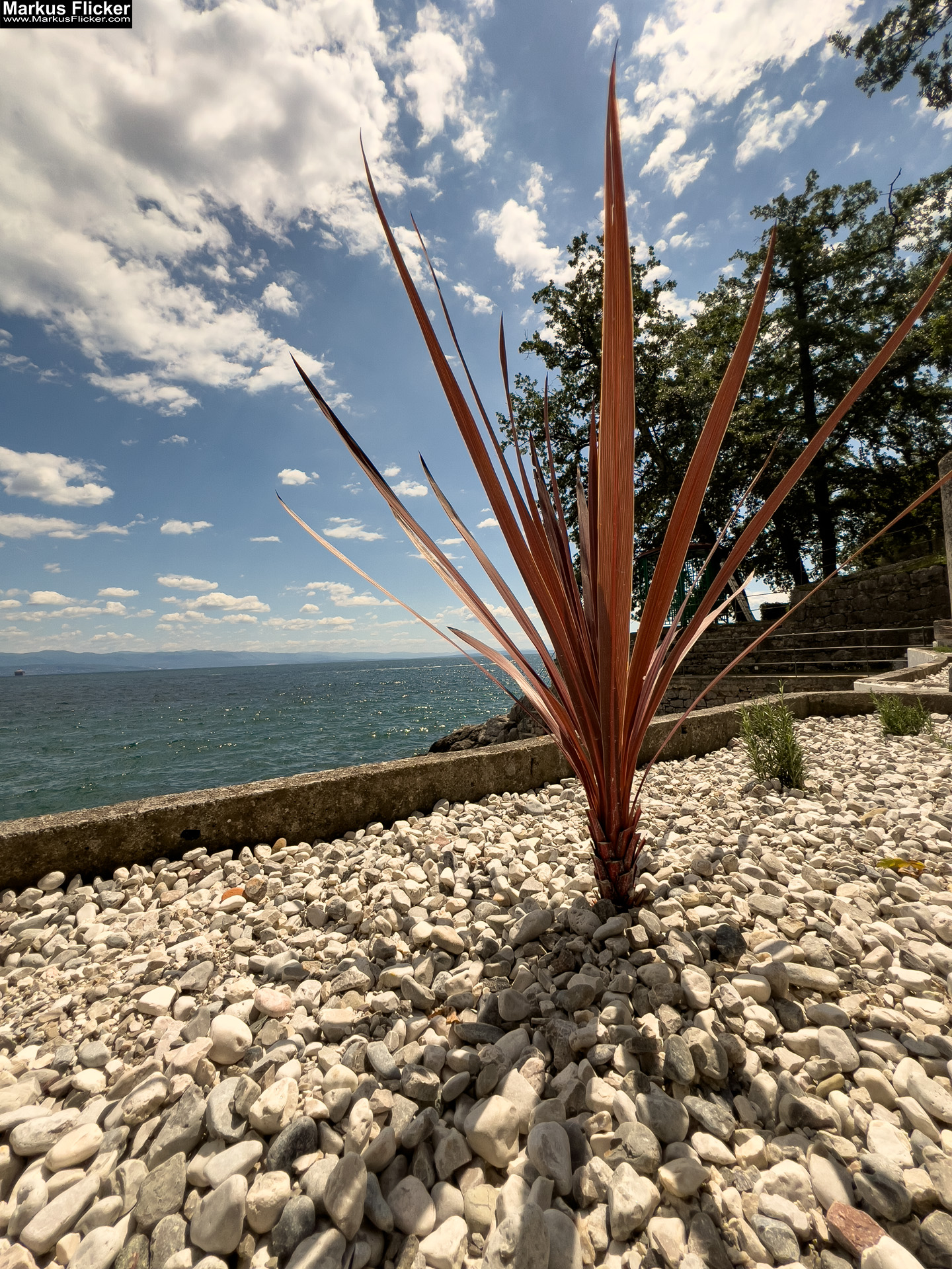 Lungomare Promenade Lovran Ufer Küste Primorje-Gorski kotar Lorbeer Istrien Kroatien Adria #visitcroatia #visitlovran