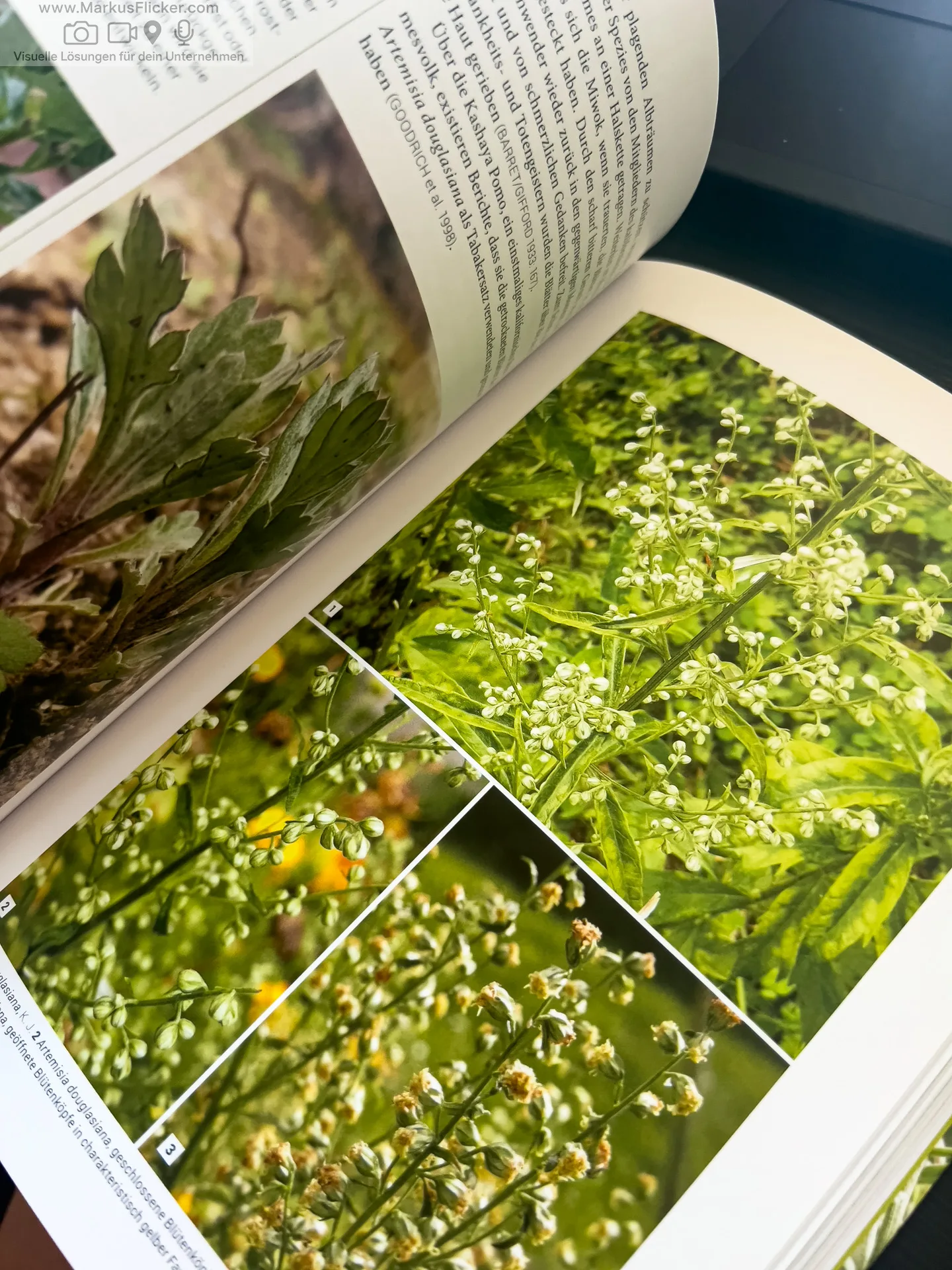 Artemisia: Eine Göttin in Pflanzengestalt von Kevin Johann freya Verlag