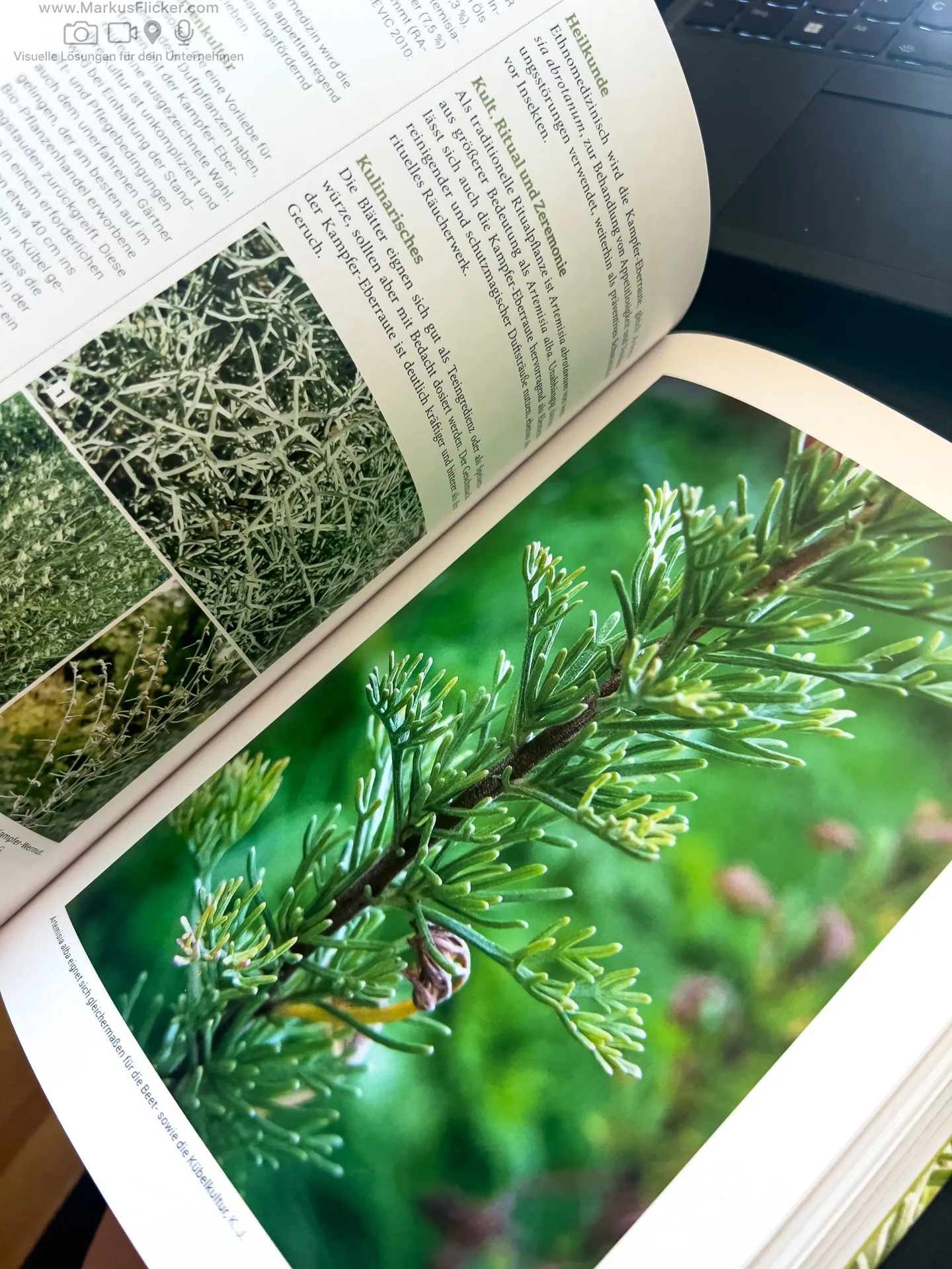 Artemisia: Eine Göttin in Pflanzengestalt von Kevin Johann freya Verlag