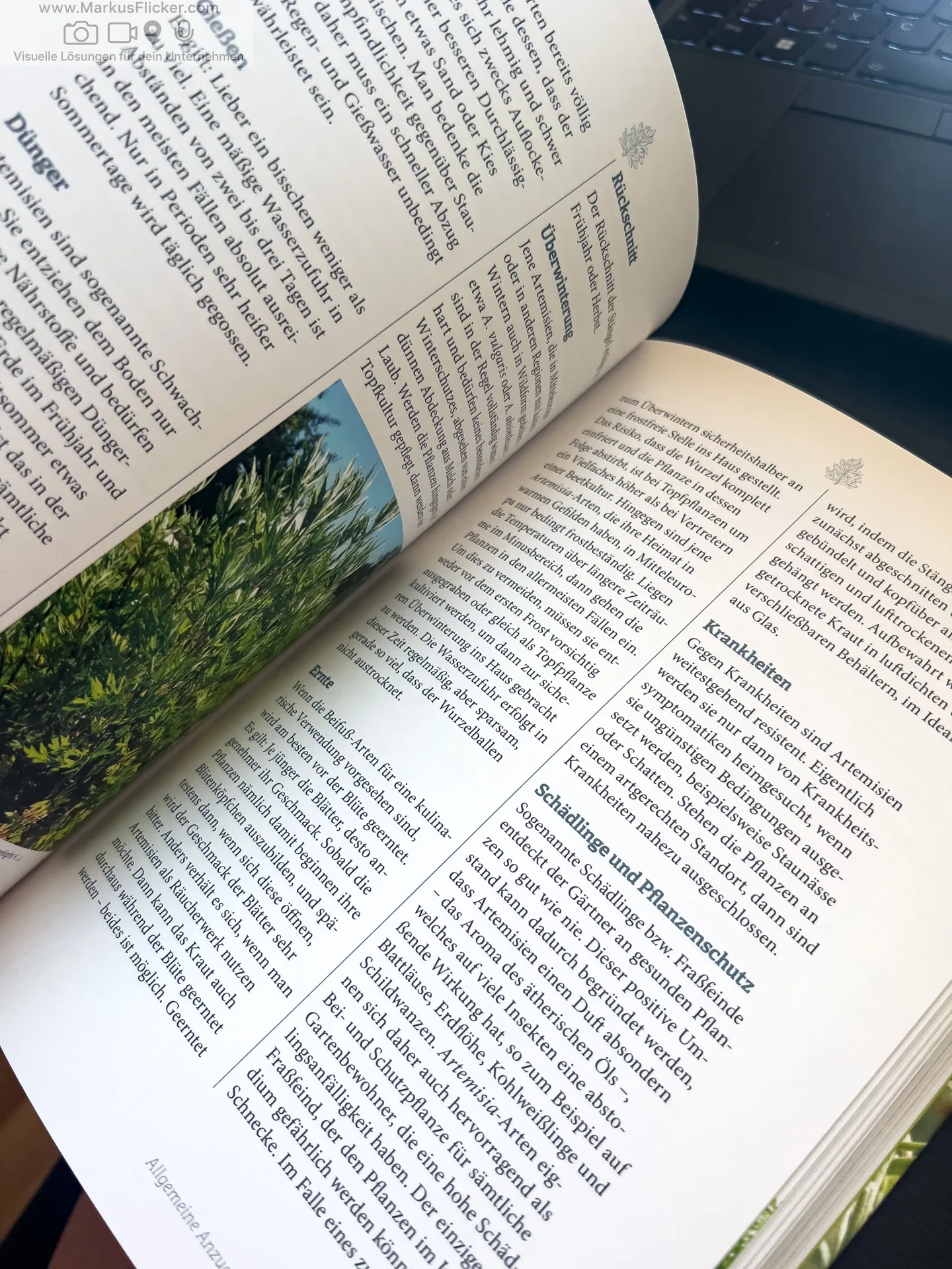 Artemisia: Eine Göttin in Pflanzengestalt von Kevin Johann freya Verlag