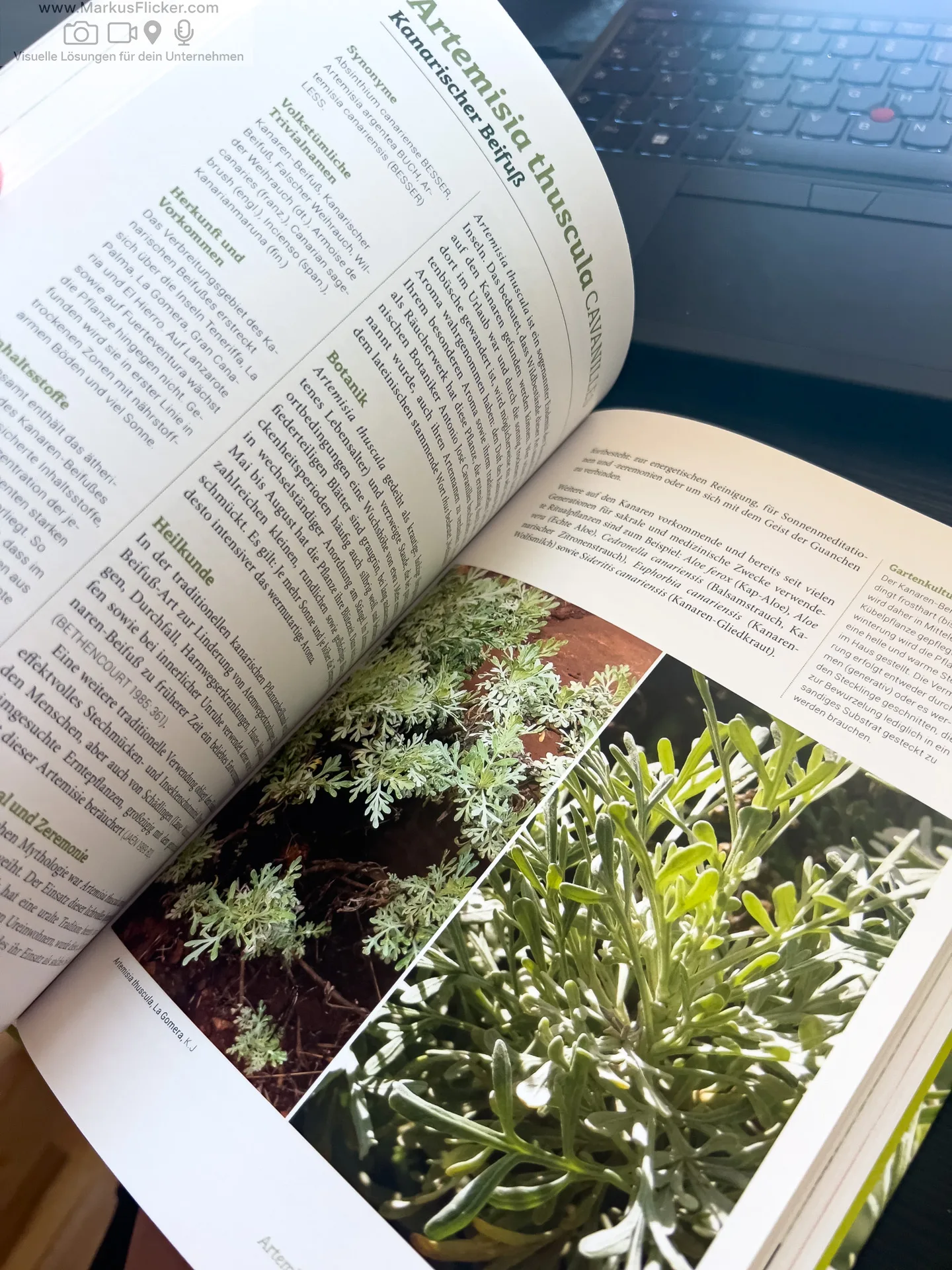 Artemisia: Eine Göttin in Pflanzengestalt von Kevin Johann freya Verlag