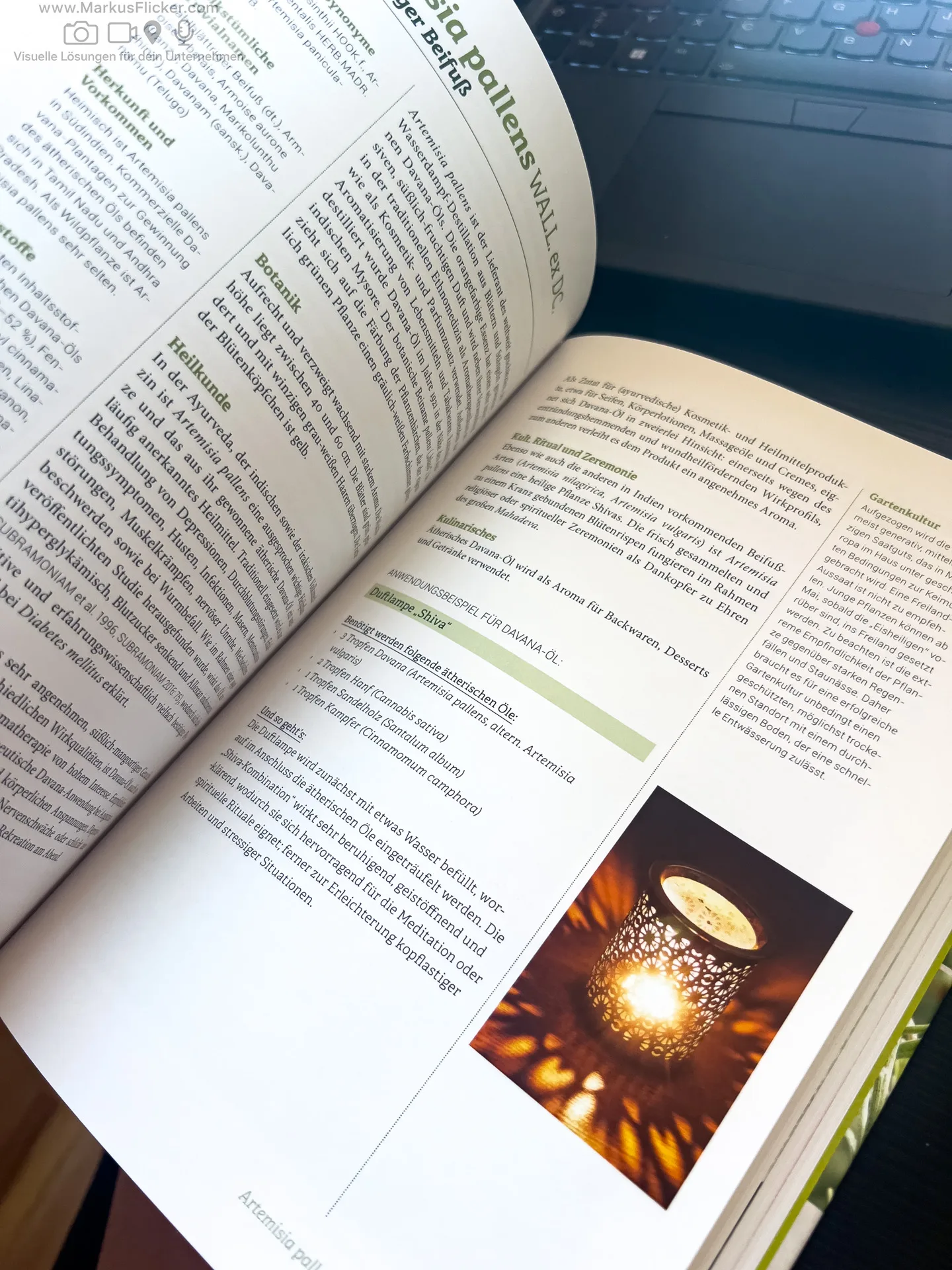 Artemisia: Eine Göttin in Pflanzengestalt von Kevin Johann freya Verlag