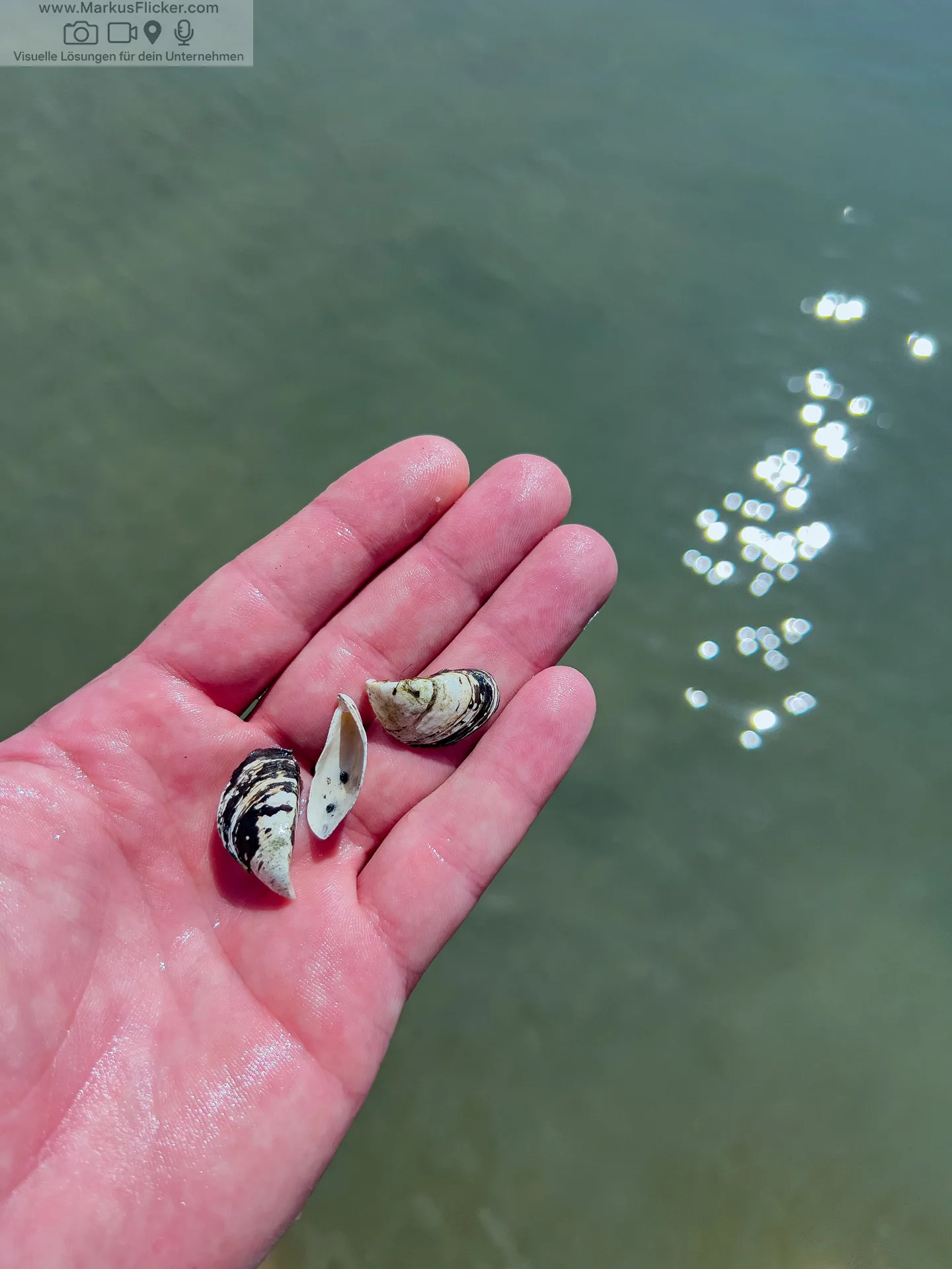 Mariborski Otok Maribor Island Insel Drava