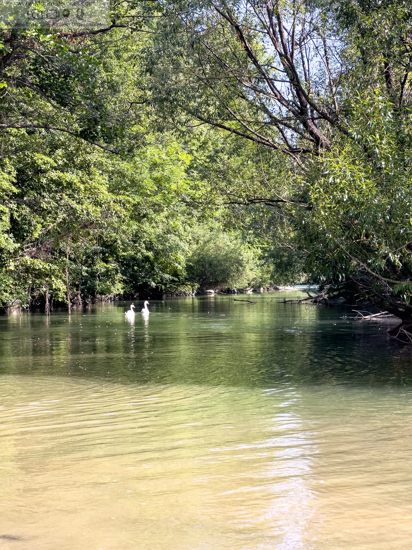 Mariborski Otok Maribor Island Insel Drava