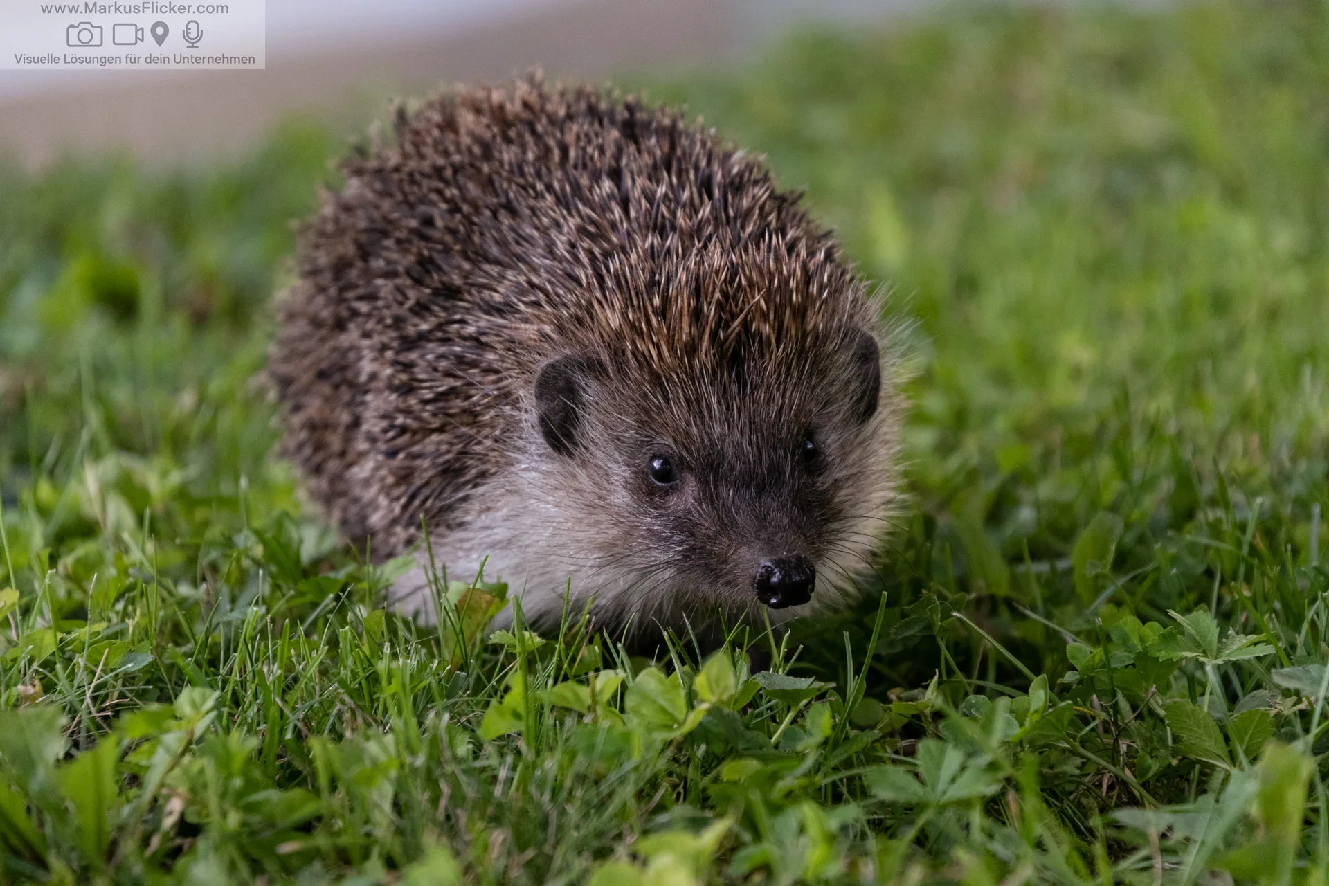 Der mutige Igel und das Geheimnis des Waldes. 30 Spannende und lehrreiche Kindergeschichten im Wald. Die mutigen Freunde des Waldes. Abenteuer im Herzen des Zauberwaldes. Tierische Helden und ihre magischen Reisen.