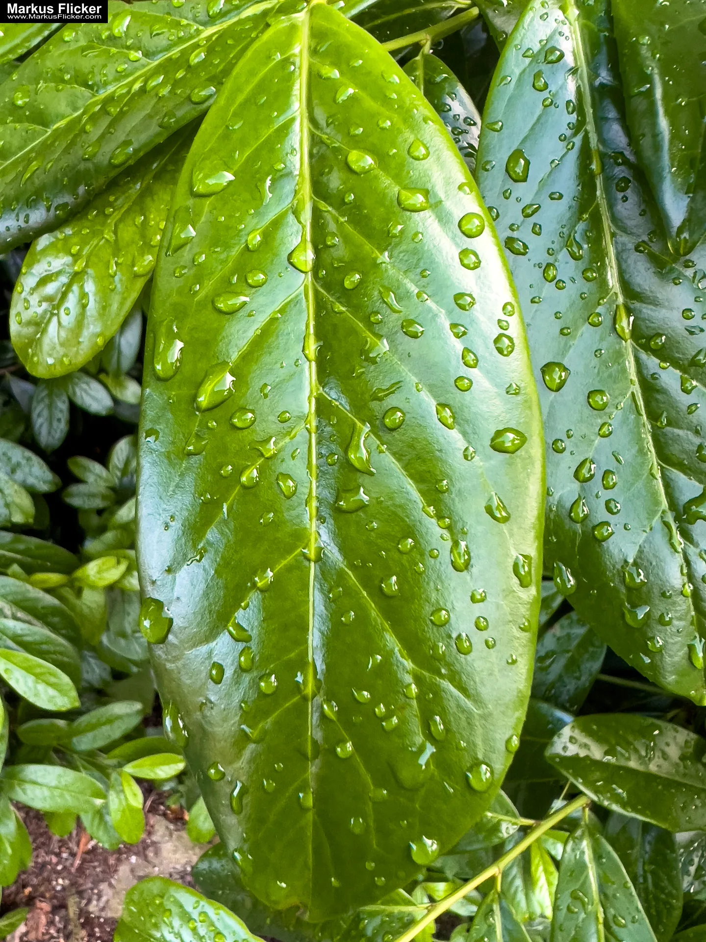 Fotografieren und Filmen bei Regen mit Kamera und Smartphone #smartphonephotography Fotografieren und Filmen bei Regen mit Kamera und Smartphone #smartphonephotography