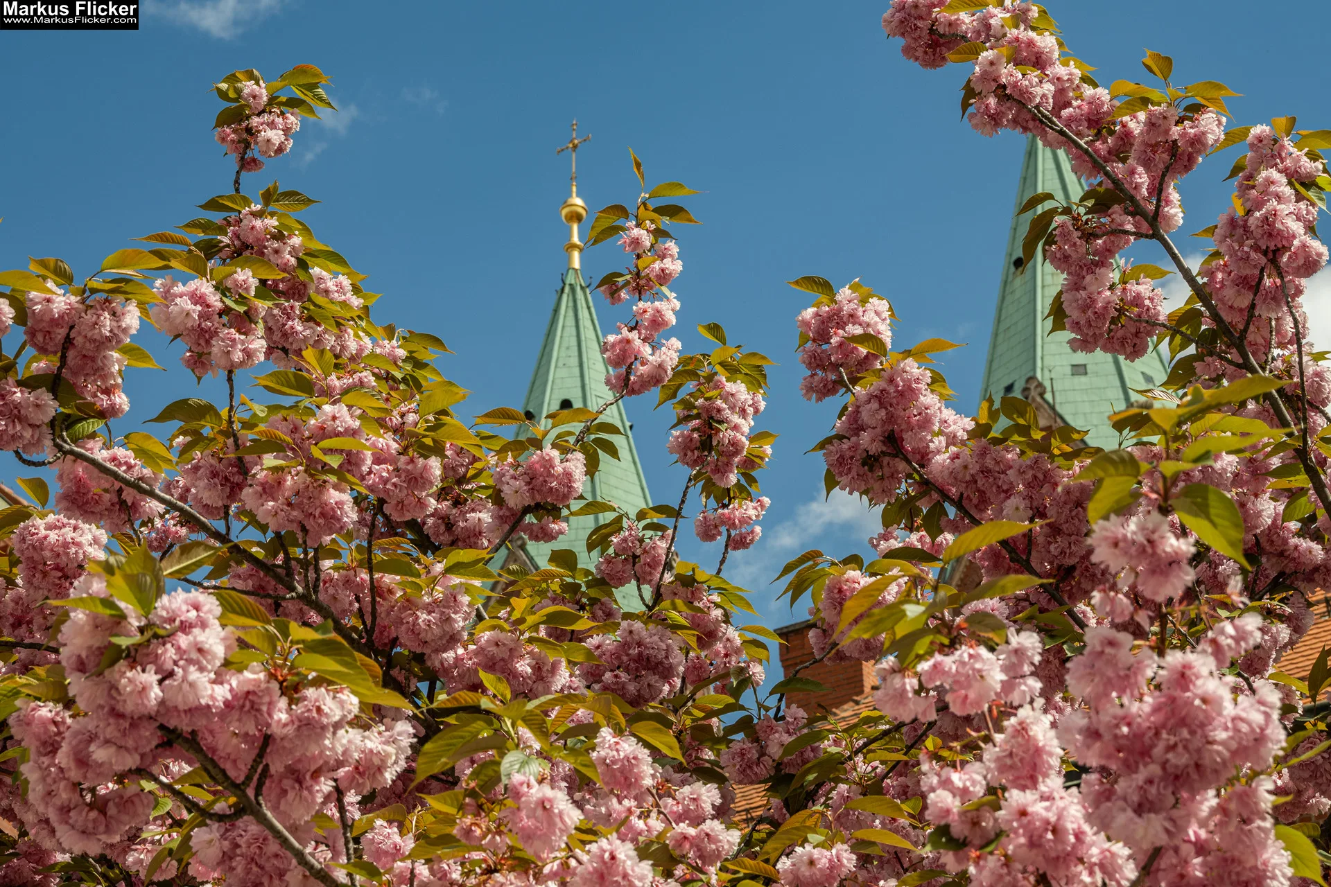 Fotografieren und Filmen von bewegten Ästen und Blumen bei Wind ganz einfach und mit mehr Schärfe 🤩📸 mit Kamera und Smartphone