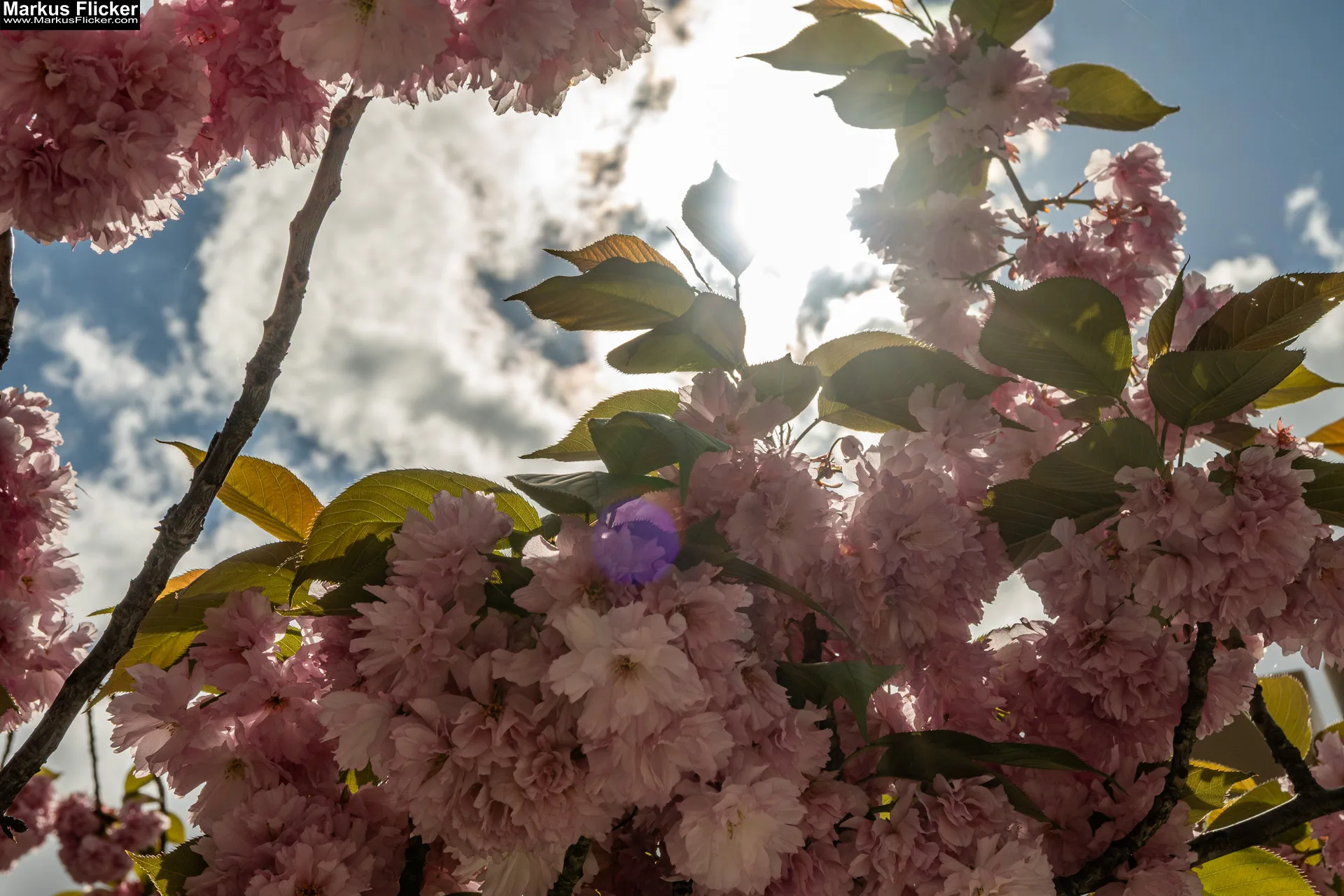 Fotografieren und Filmen von bewegten Ästen und Blumen bei Wind ganz einfach und mit mehr Schärfe 🤩📸 mit Kamera und Smartphone