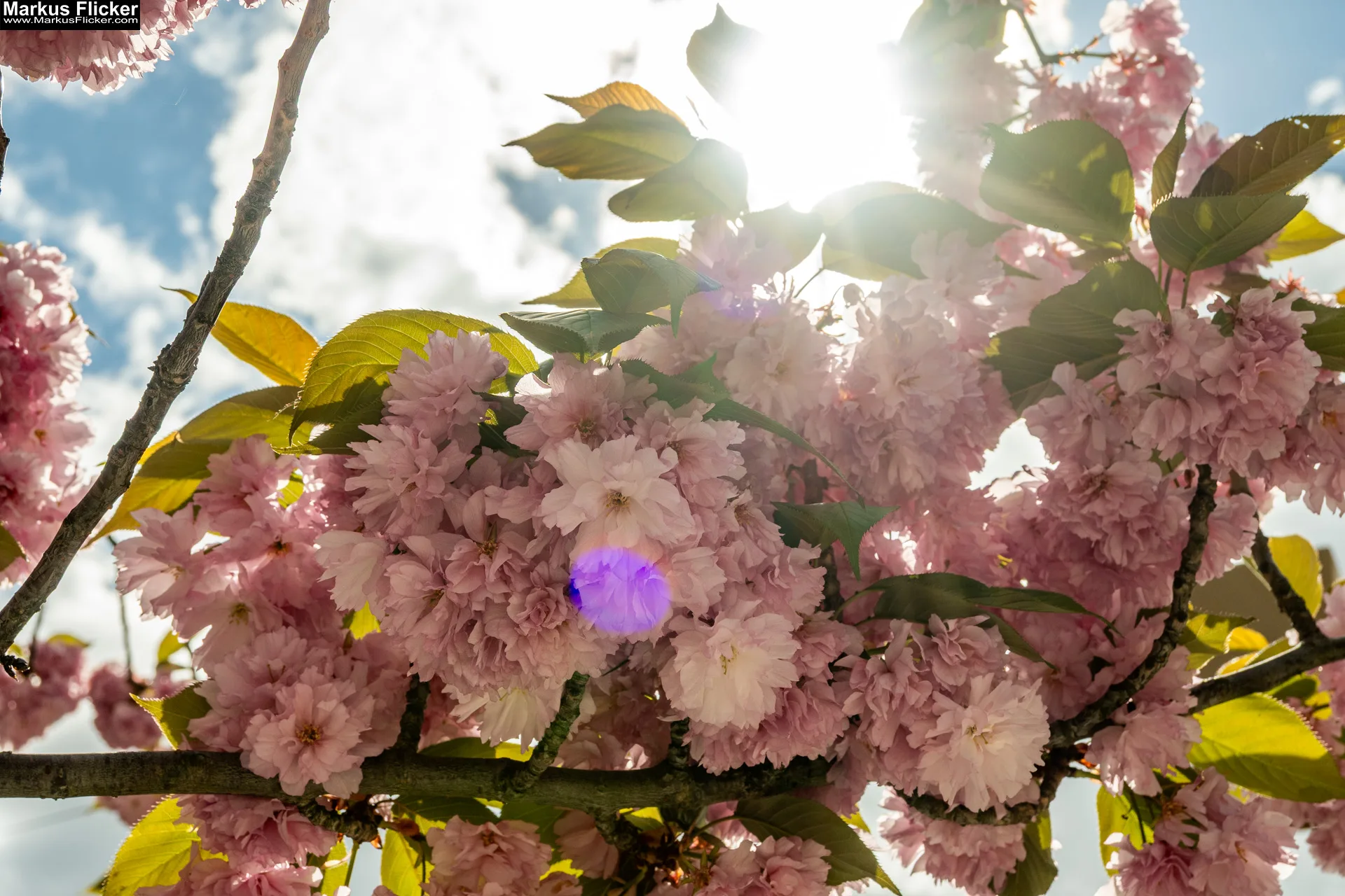 Fotografieren und Filmen von bewegten Ästen und Blumen bei Wind ganz einfach und mit mehr Schärfe 🤩📸 mit Kamera und Smartphone