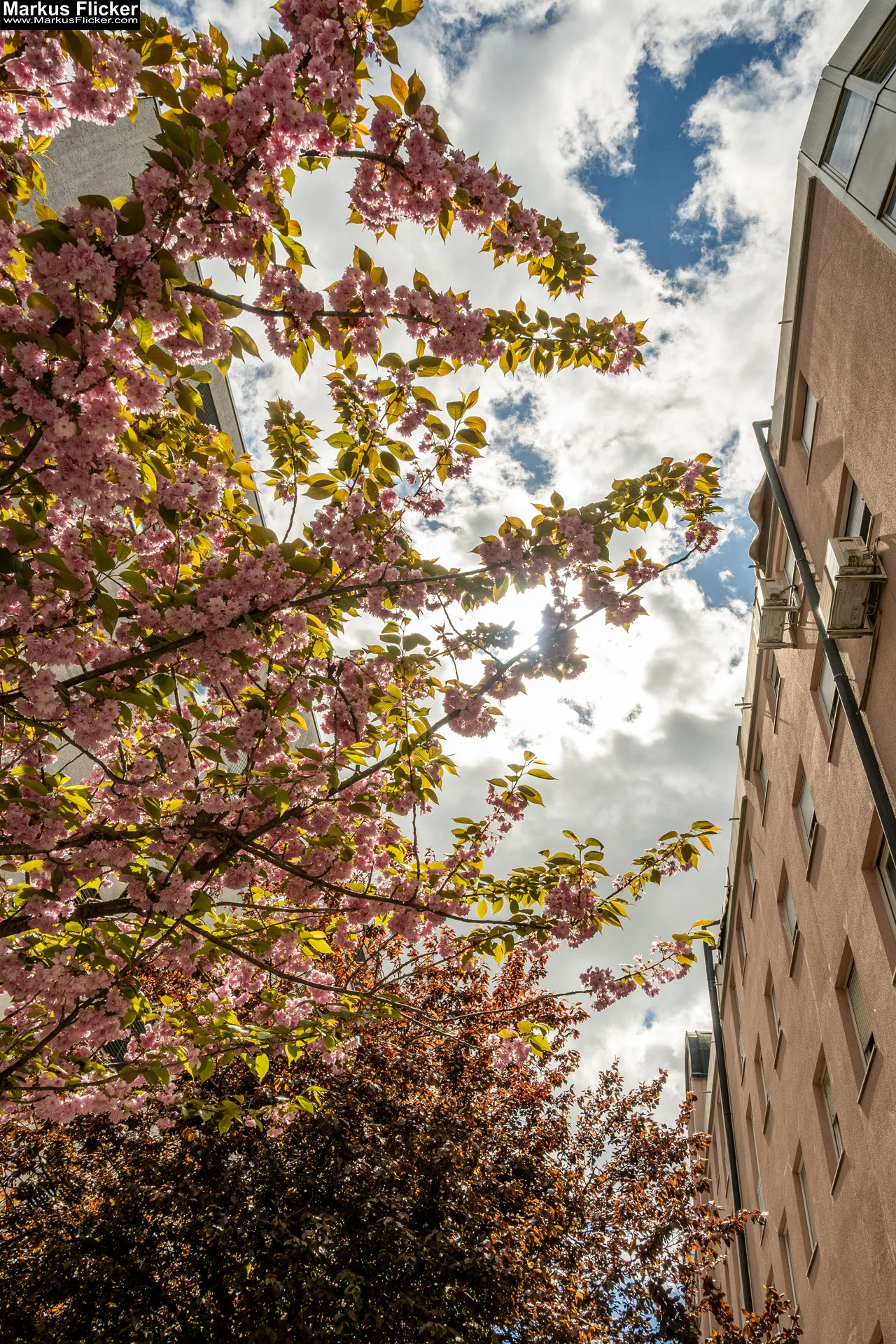 Fotografieren und Filmen von bewegten Ästen und Blumen bei Wind ganz einfach und mit mehr Schärfe 🤩📸 mit Kamera und Smartphone