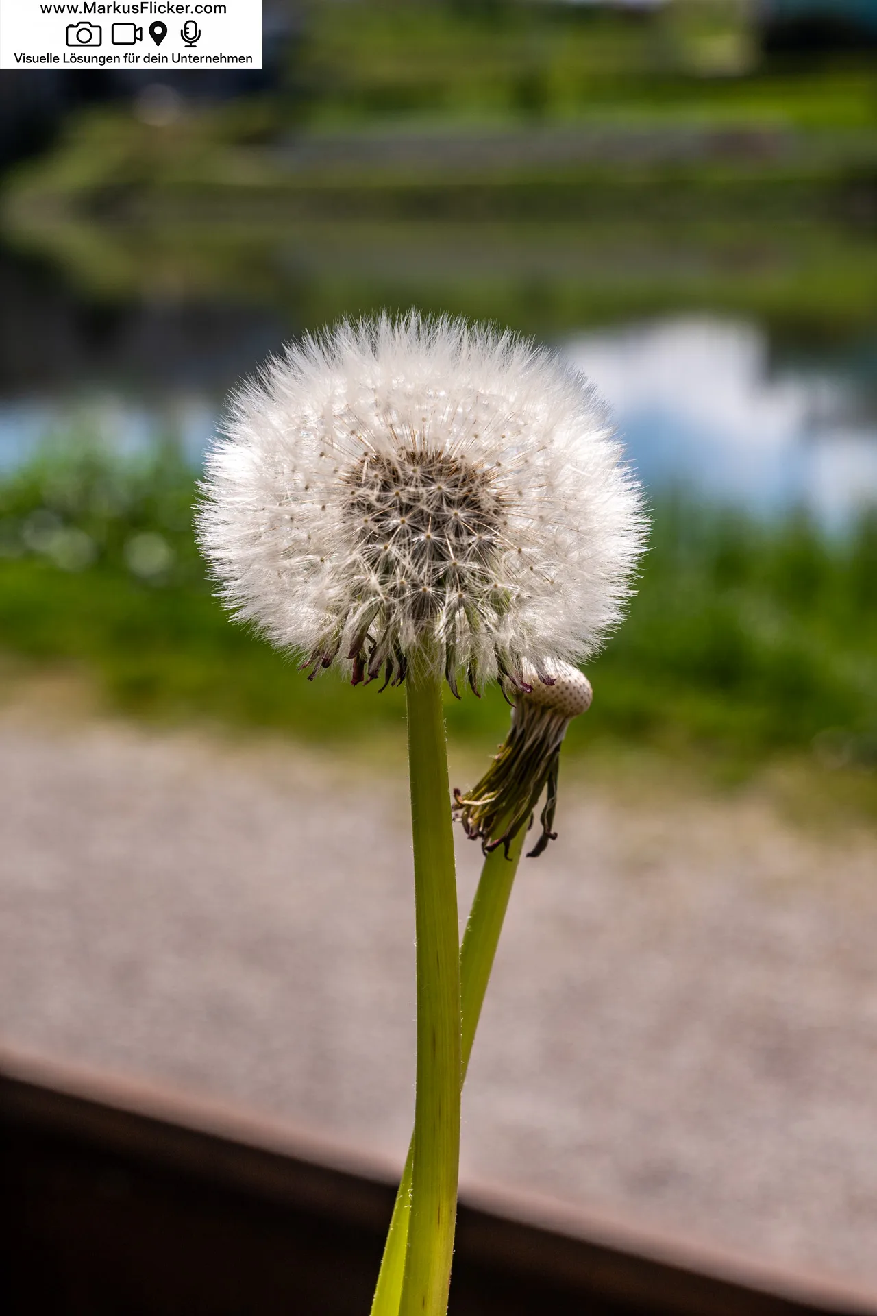 Fotografieren und Filmen von bewegten Ästen und Blumen bei Wind ganz einfach und mit mehr Schärfe 🤩📸 mit Kamera und Smartphone