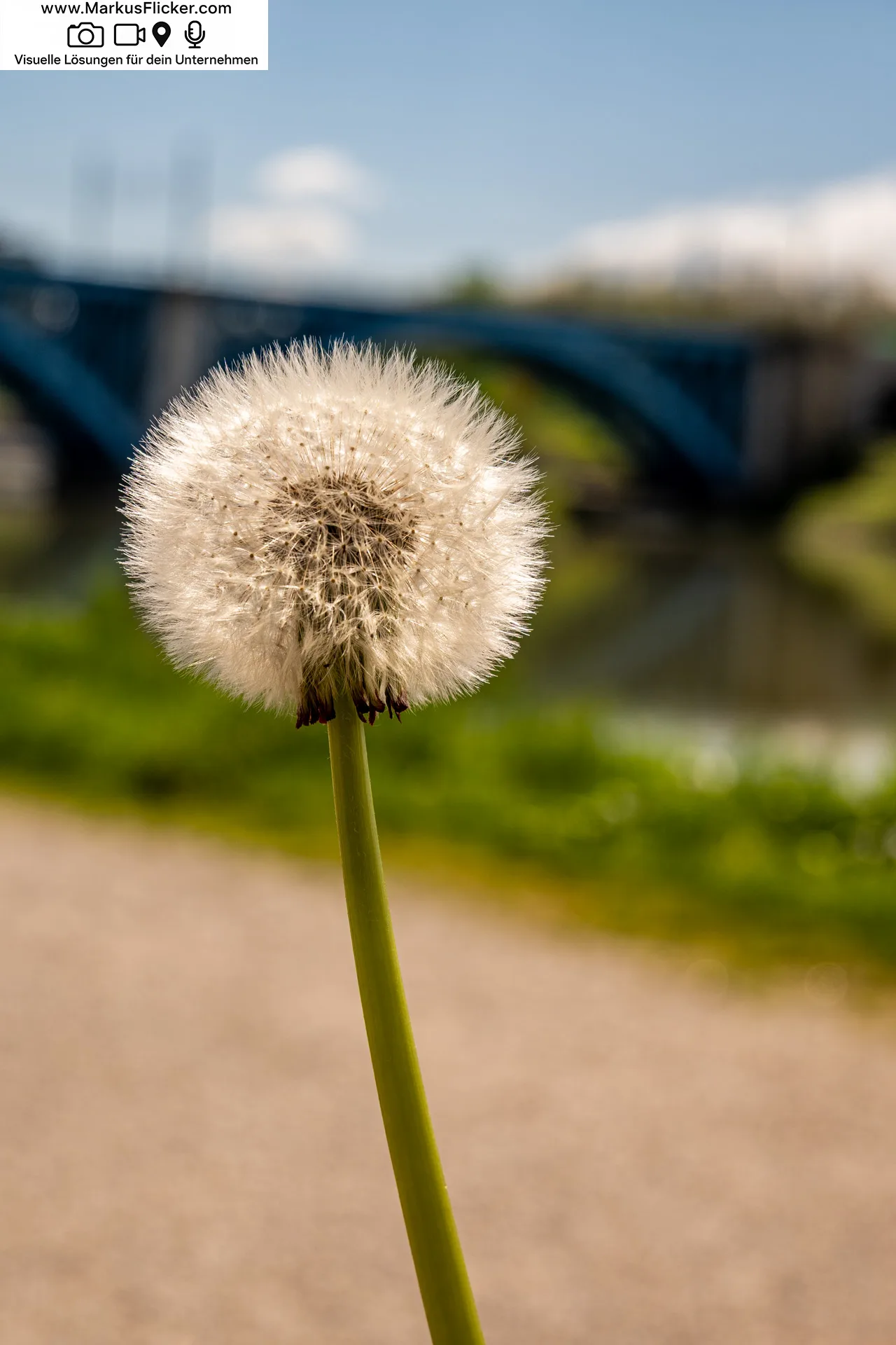 Fotografieren und Filmen von bewegten Ästen und Blumen bei Wind ganz einfach und mit mehr Schärfe 🤩📸 mit Kamera und Smartphone