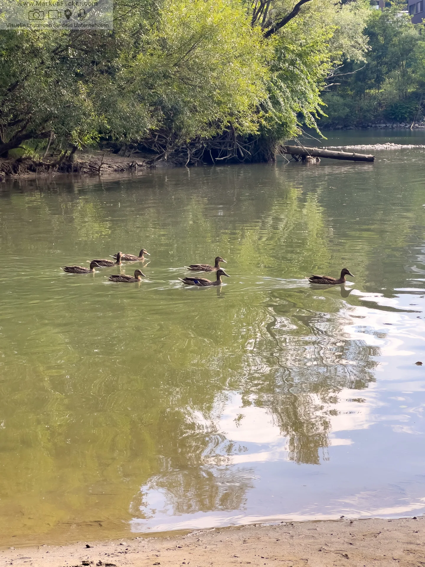 Mariborski Otok Maribor Island Insel Drava