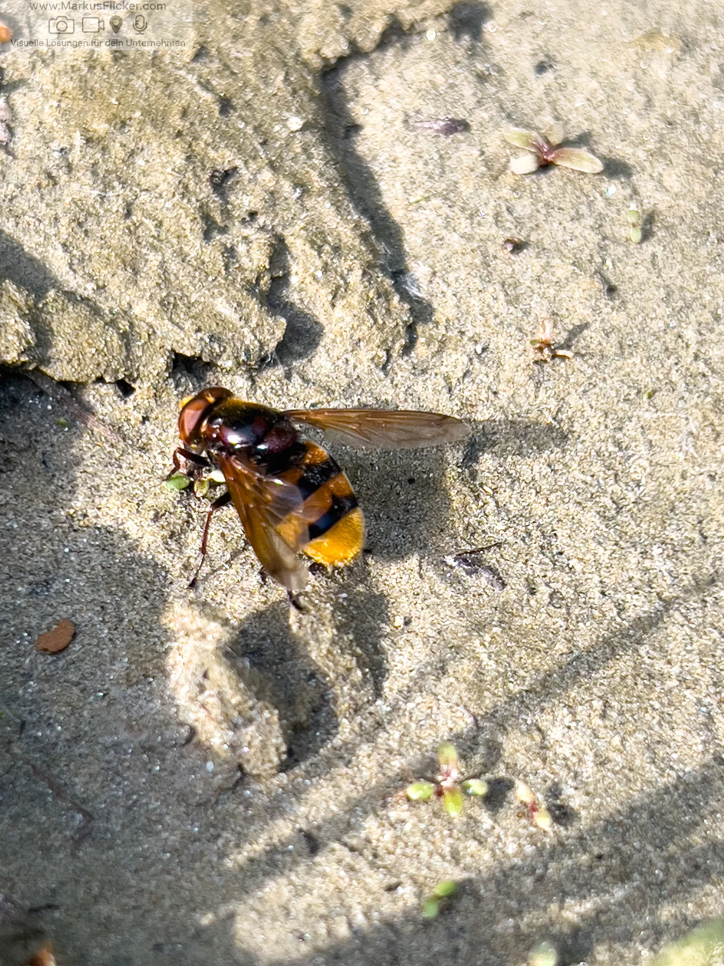 Mariborski Otok Maribor Island Insel Drava