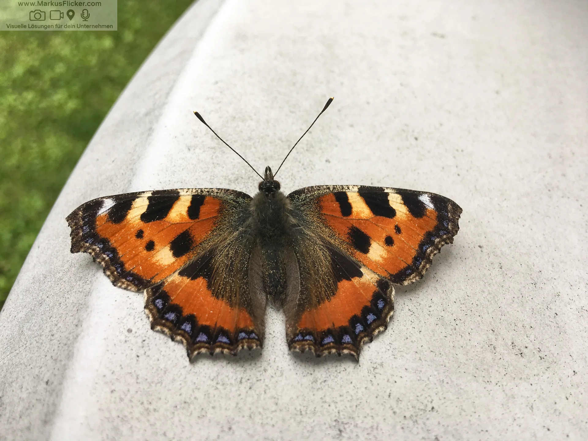Makrofotografie: Nahaufnahmen, Schärfe, Belichtung. Frühling, Sommer, Herbst und Winter