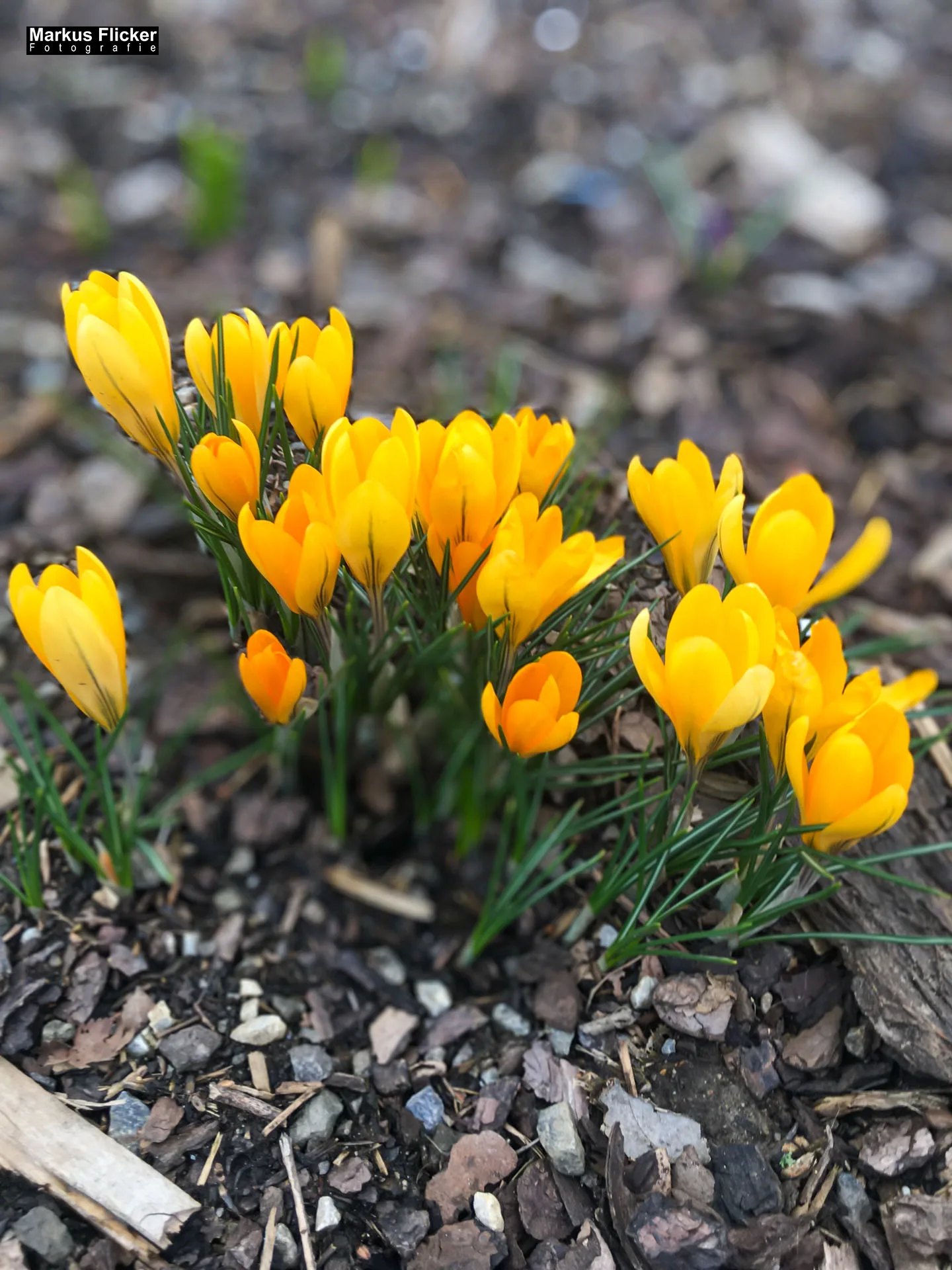 Fotografieren und Filmen im Frühling kreative Fotos und Videos. Fotografieren und Filmen mit dem Smartphone: Bessere Fotos und Videos mit dem Handy für Freizeit, Hobby und Business