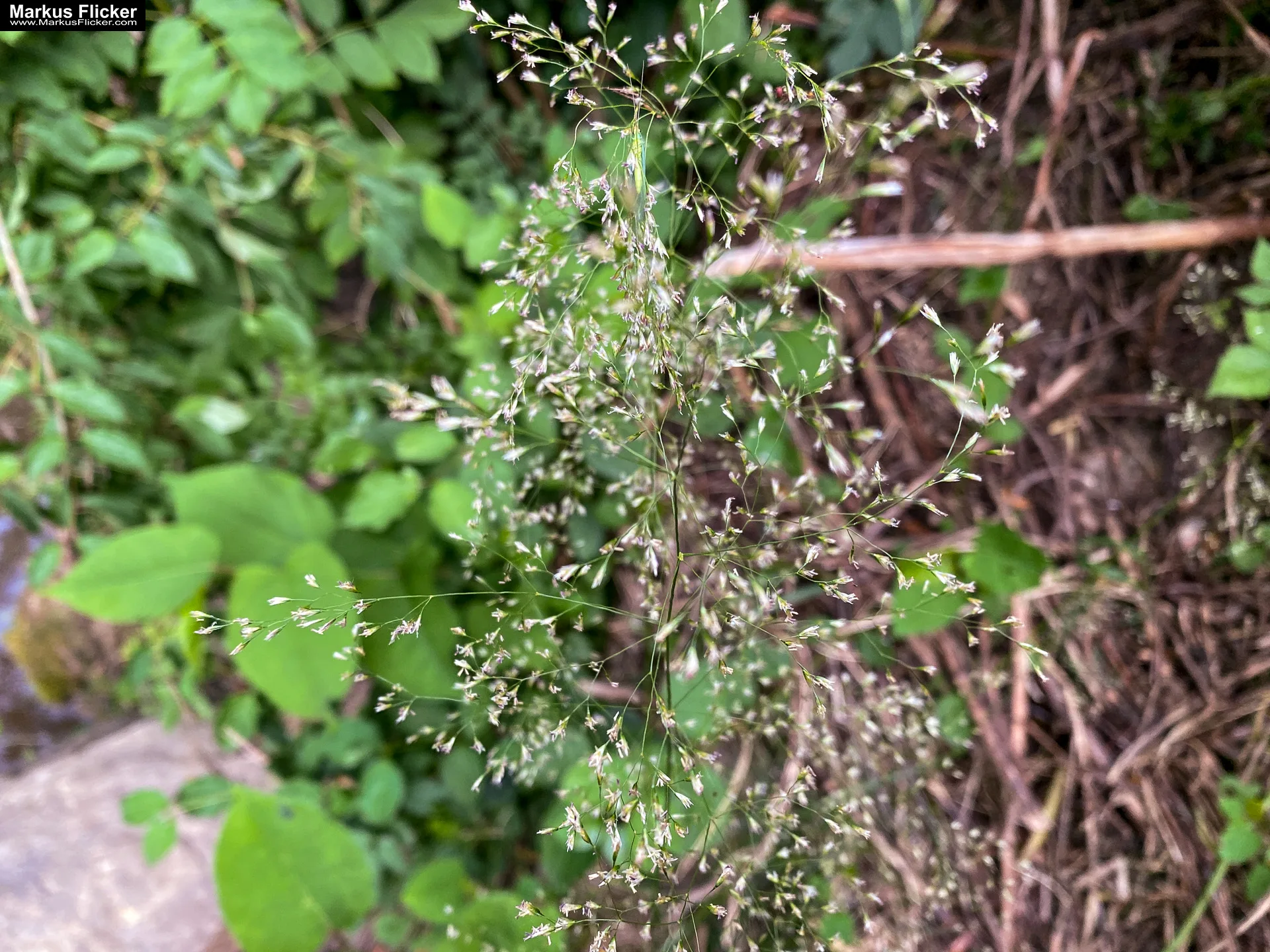 Billiges Abenteuer-Set für minimalistische Naturfotos mit dem Handy