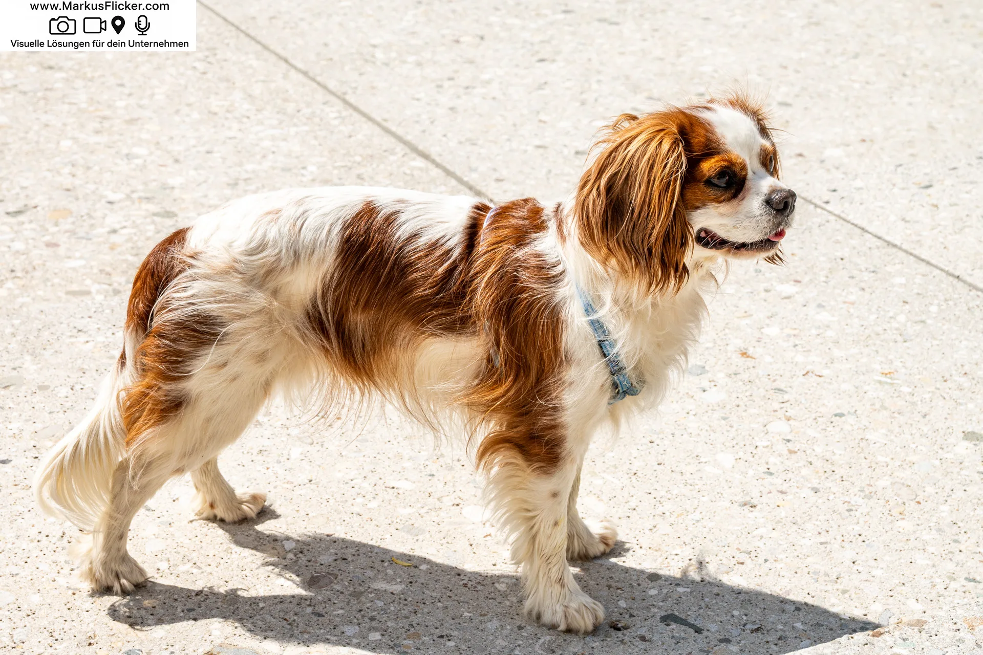 Tiere und Landschaften im Fokus für DIY Fotografie. Kreative DIY-Fotografie – Zuhause, in der Stadt und in der Natur