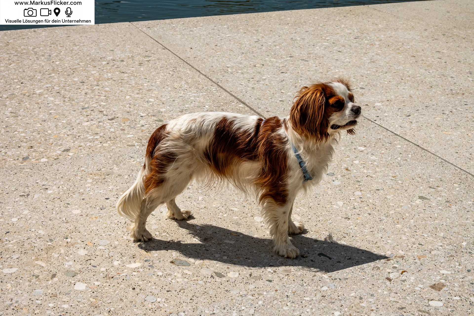 Tiere und Landschaften im Fokus für DIY Fotografie. Kreative DIY-Fotografie – Zuhause, in der Stadt und in der Natur