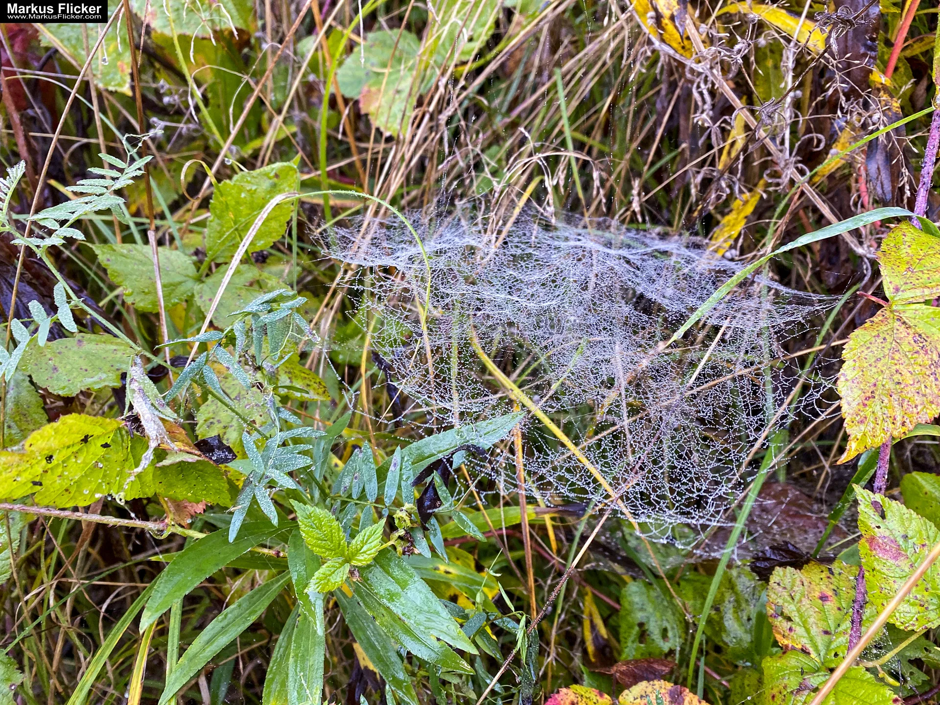 Herbstzauber im Taschenformat: Wie du mit dem Smartphone die goldene Jahreszeit einfängst. Blätter, Licht und Spiegelungen: Kreative Fotoideen für deinen Herbstspaziergang