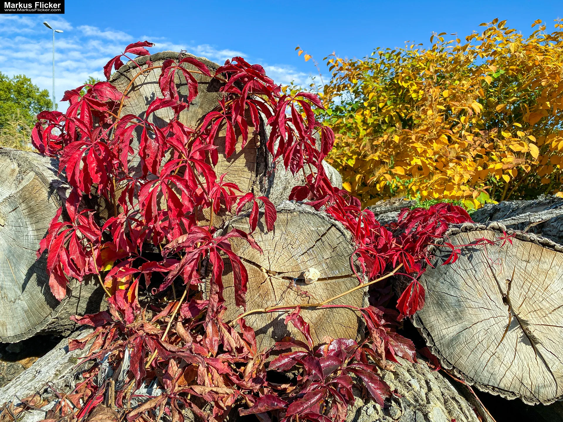 Mehr über den Artikel erfahren Herbstzauber im Taschenformat: Wie du mit dem Smartphone die goldene Jahreszeit einfängst. Blätter, Licht und Spiegelungen: Kreative Fotoideen für deinen Herbstspaziergang