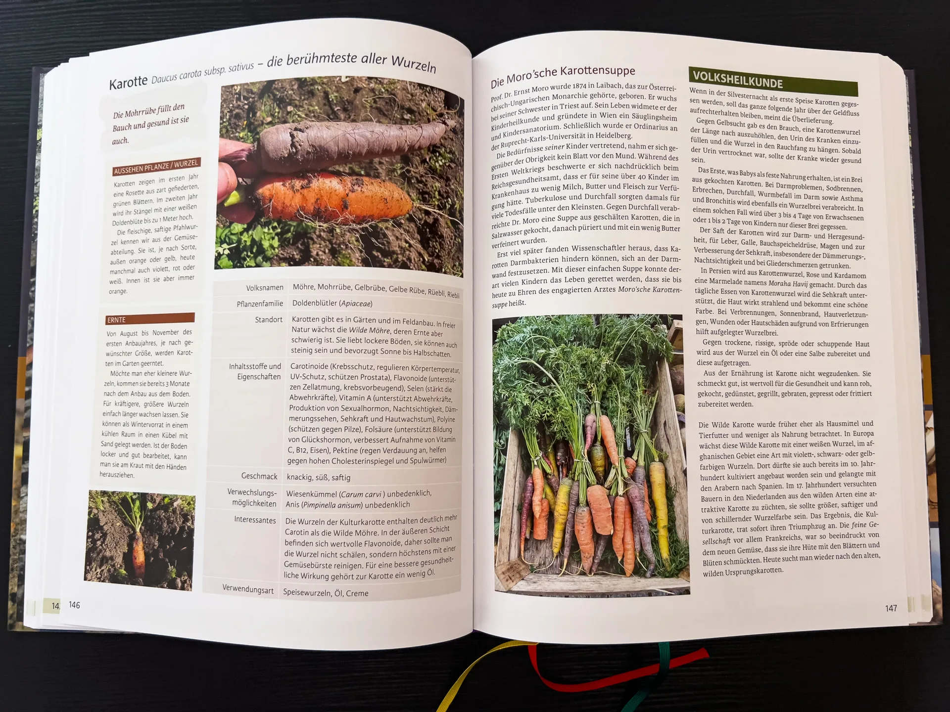 Wurzeln: Apotheke aus der Erde. Anwendungen, Botanik, Rezepte, Volksmedizin von Eunike Grahofer